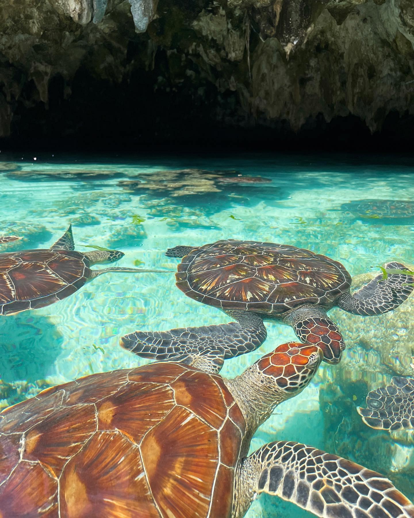 Zanzibar: Swim with Sea Turtles at Salaam Cave, Kizimkazi