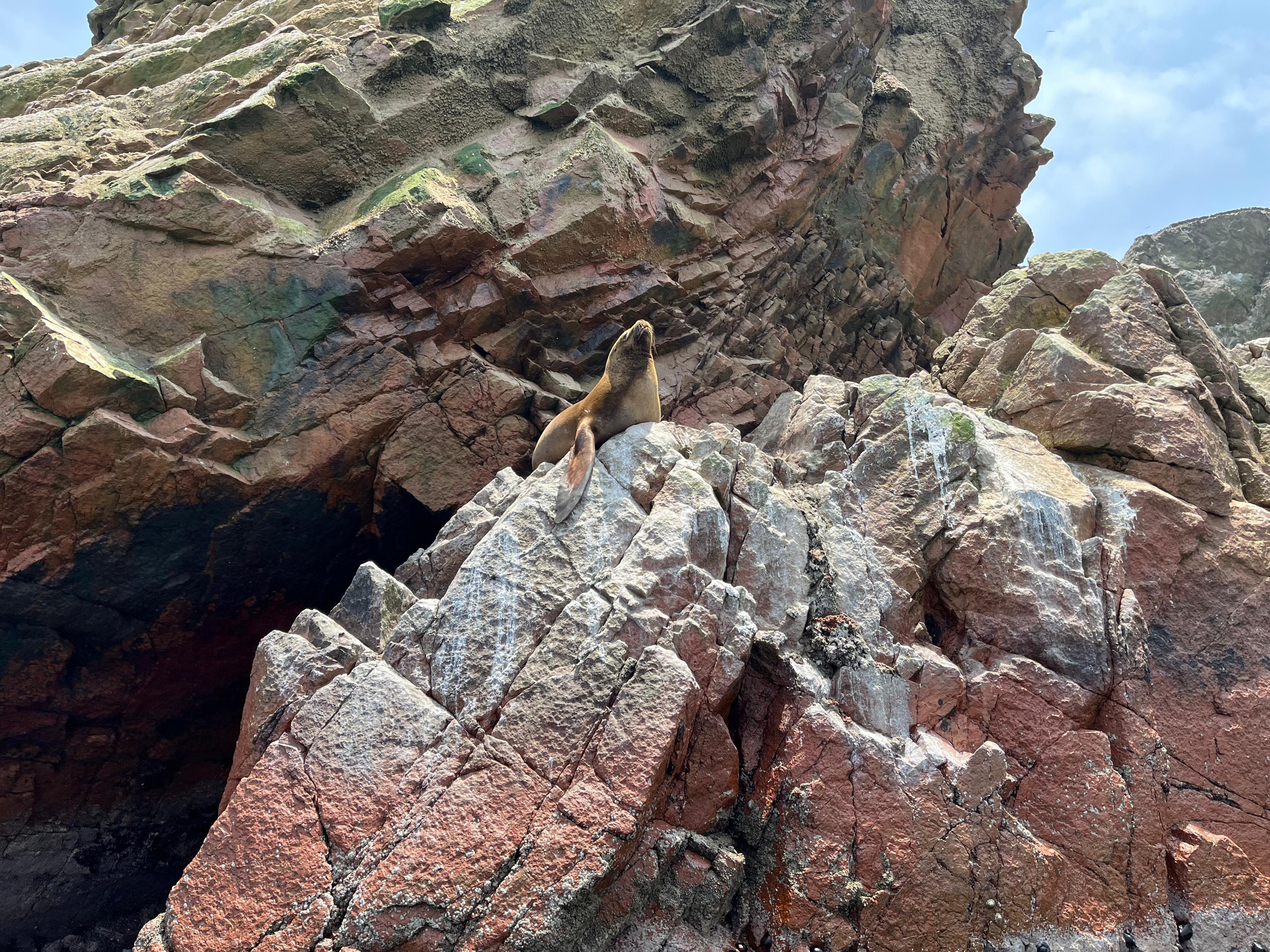 Ballestas Islands & Paracas Reserve Day Trip from Ica