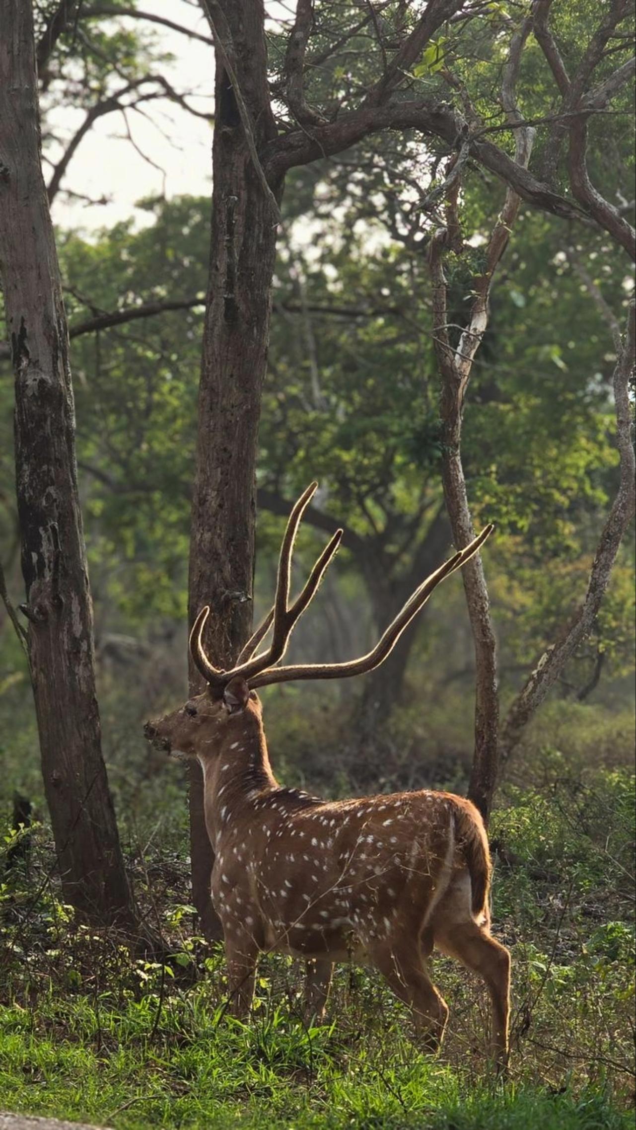 Mumbai Nature & Heritage: Kanheri Caves, Safari & Jain Temple