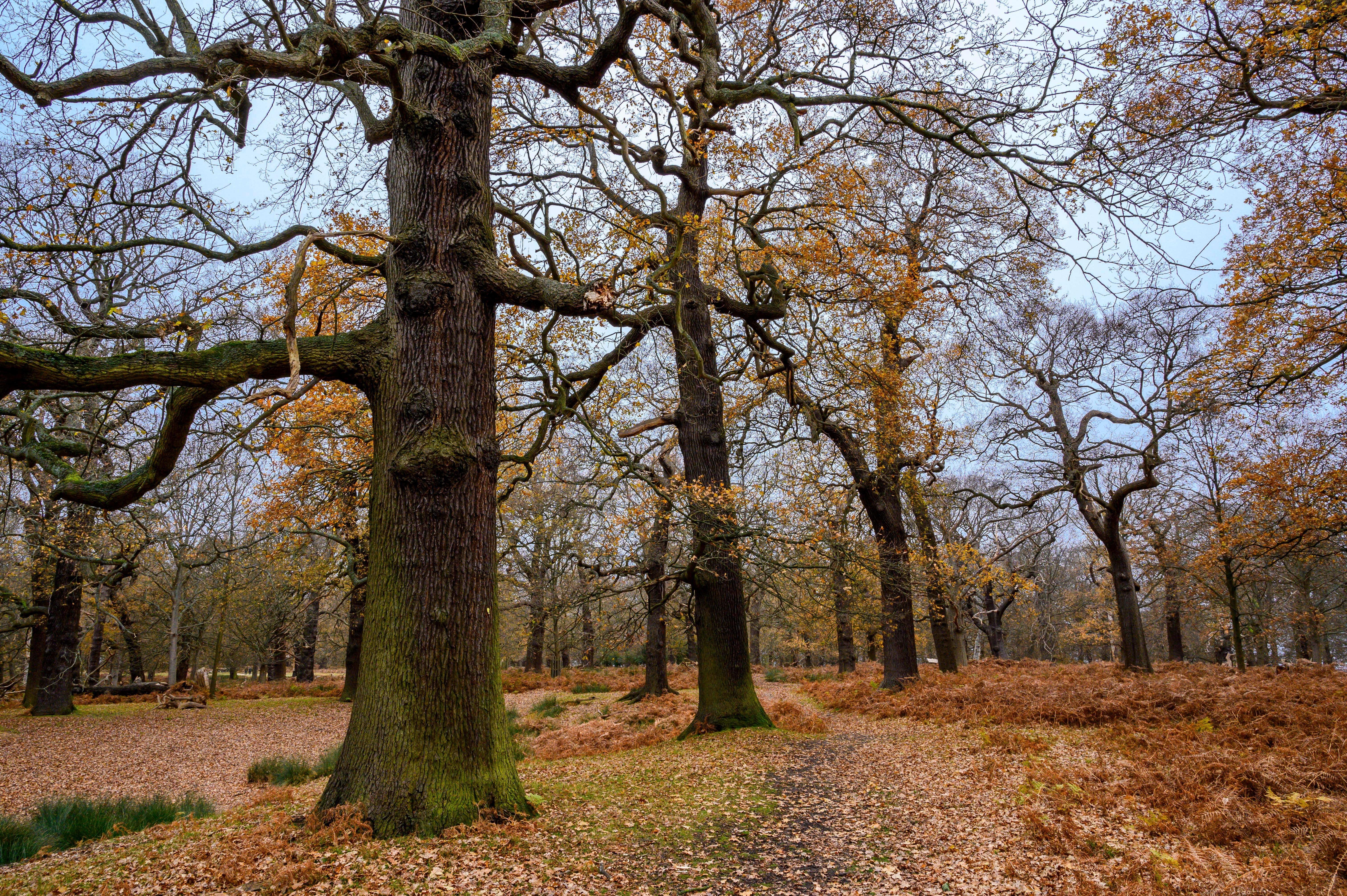 London: Richmond Park Nature Photography Workshop