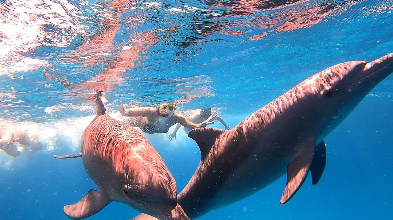 Sharm el-Sheikh: White Island & Ras Mohamed National Park Snorkeling Day Trip
