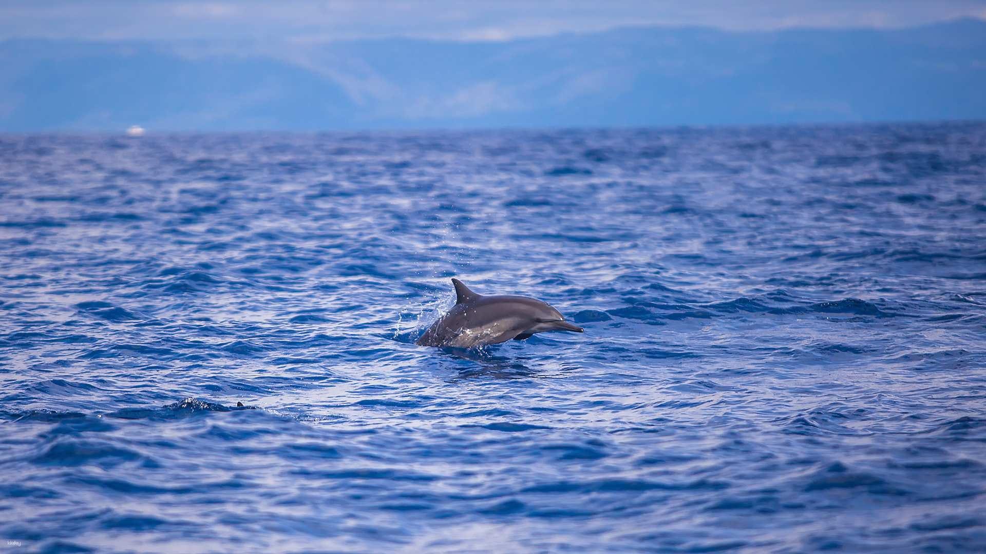Bohol Dolphin Encounter & Balicasag Island Snorkel Tour