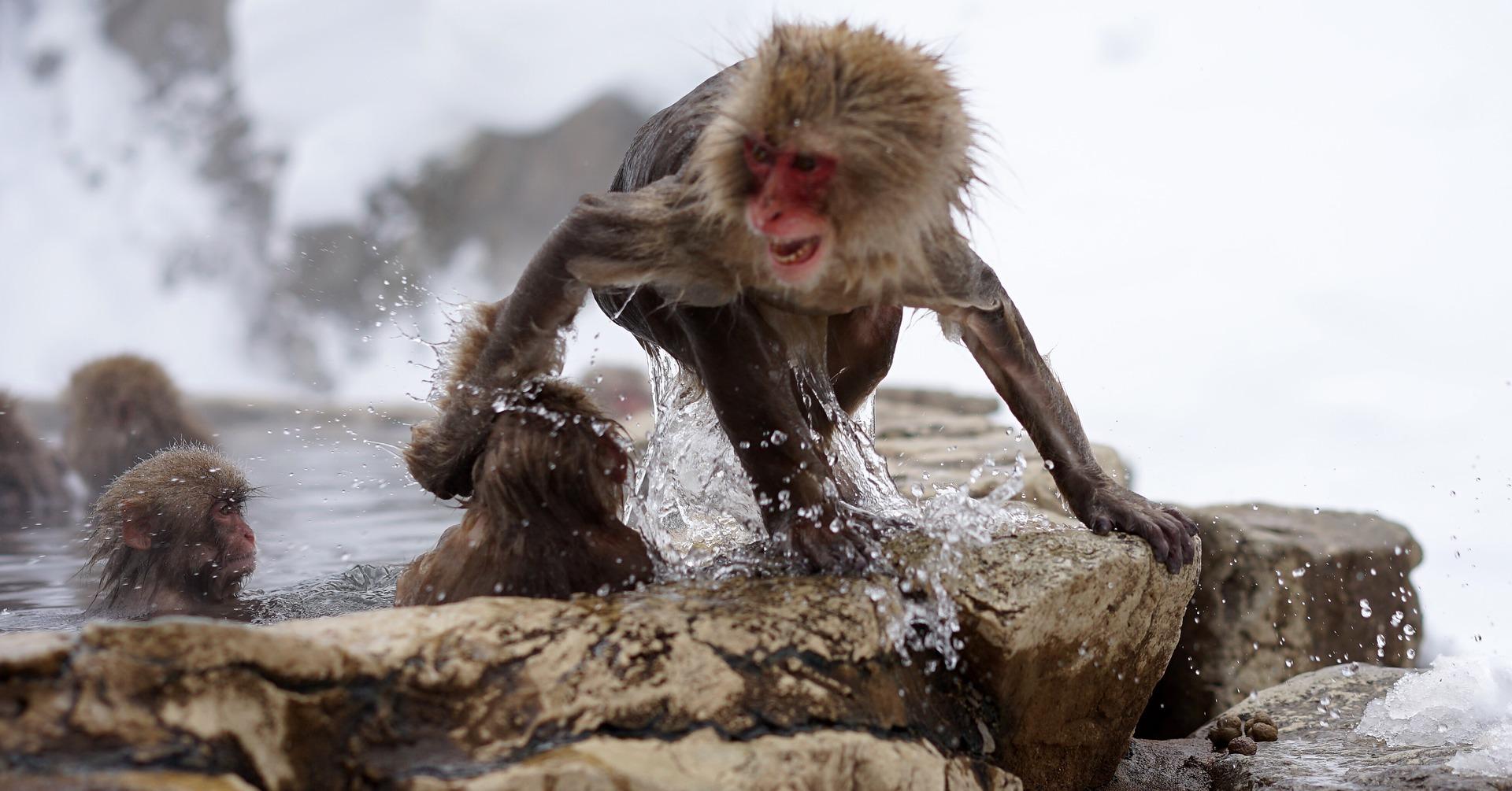 Nagano Snow Monkey & Zenkoji Temple Private Day Tour from Tokyo