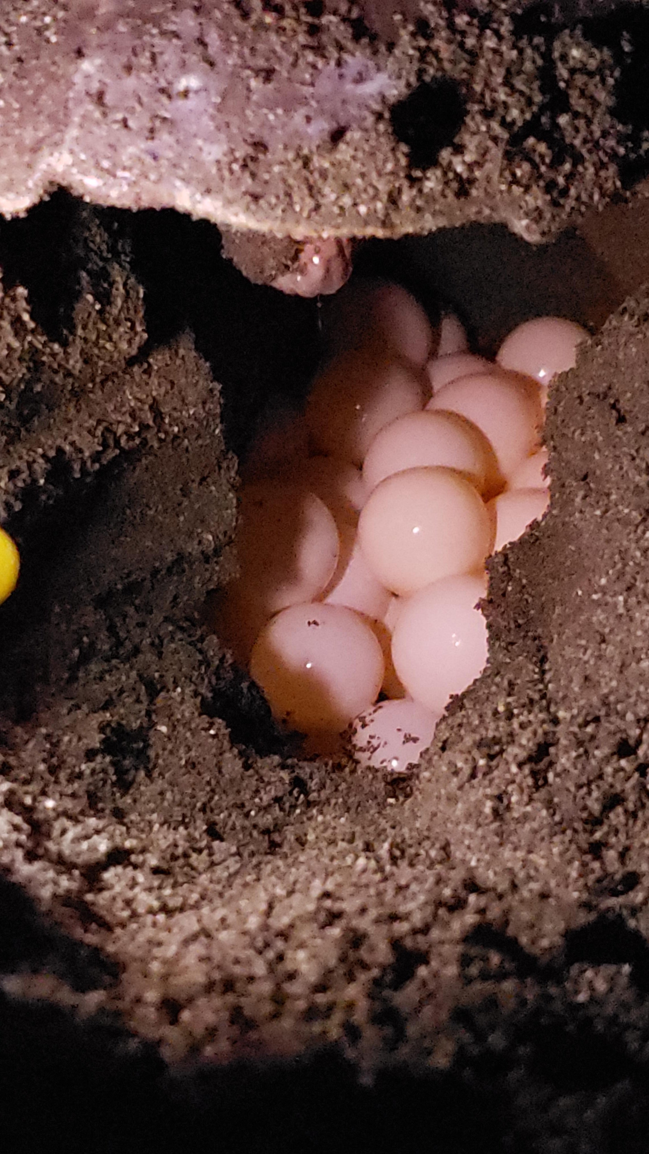 Tortuguero Night Turtle Nesting Tour