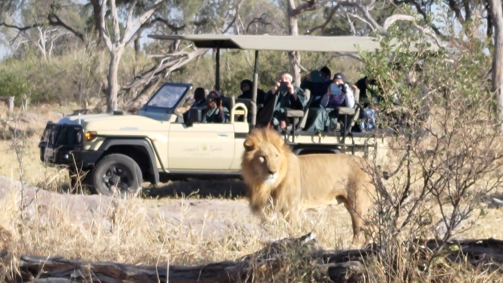 Private Chobe Safari: Game Drive & River Cruise from Victoria Falls