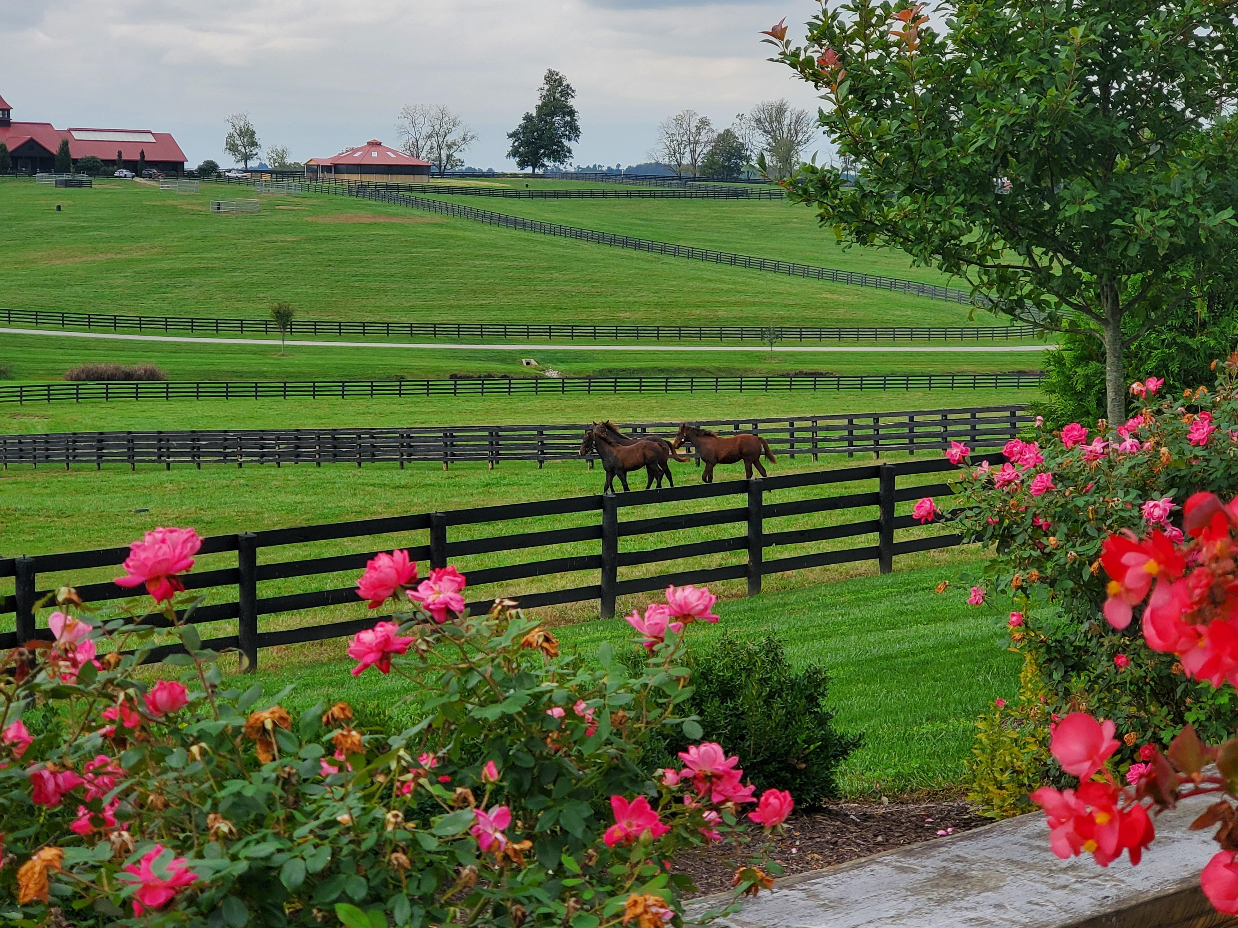Lexington Horse Farm Experience