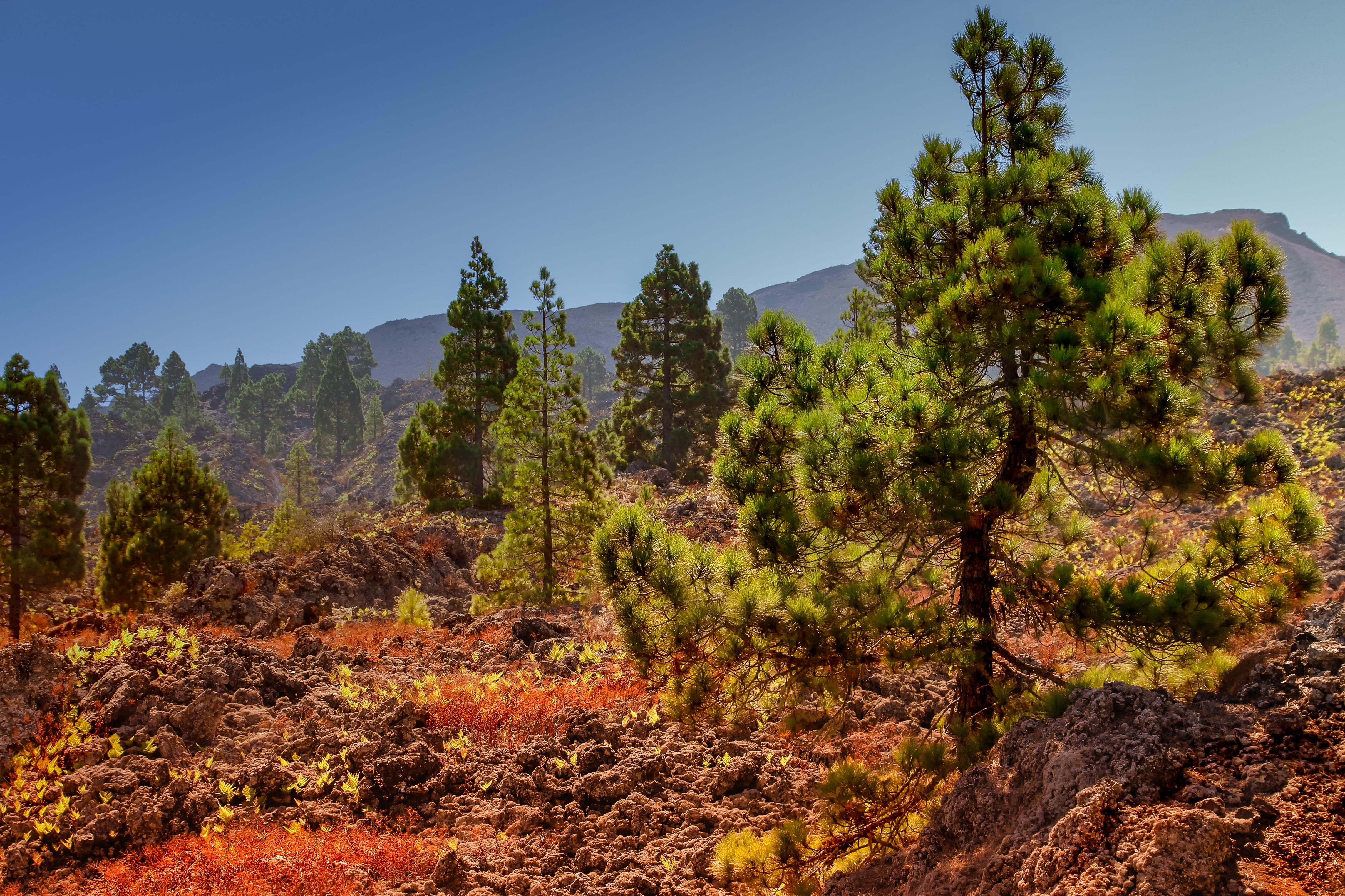 Teide Sunset and Stargazing Evening Excursion