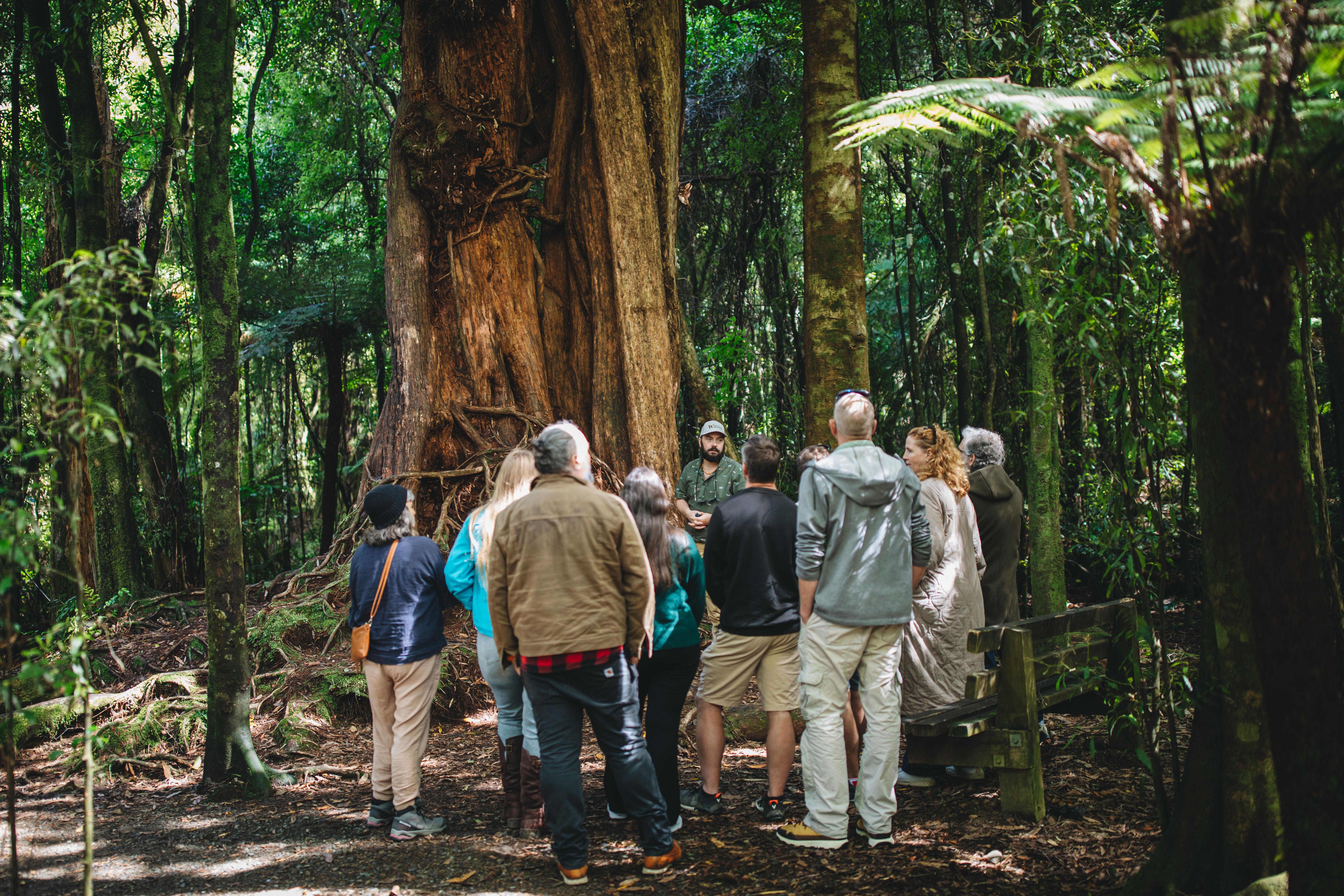 Wellington: Original LOTR Full-Day Tour with Weta & Lunch