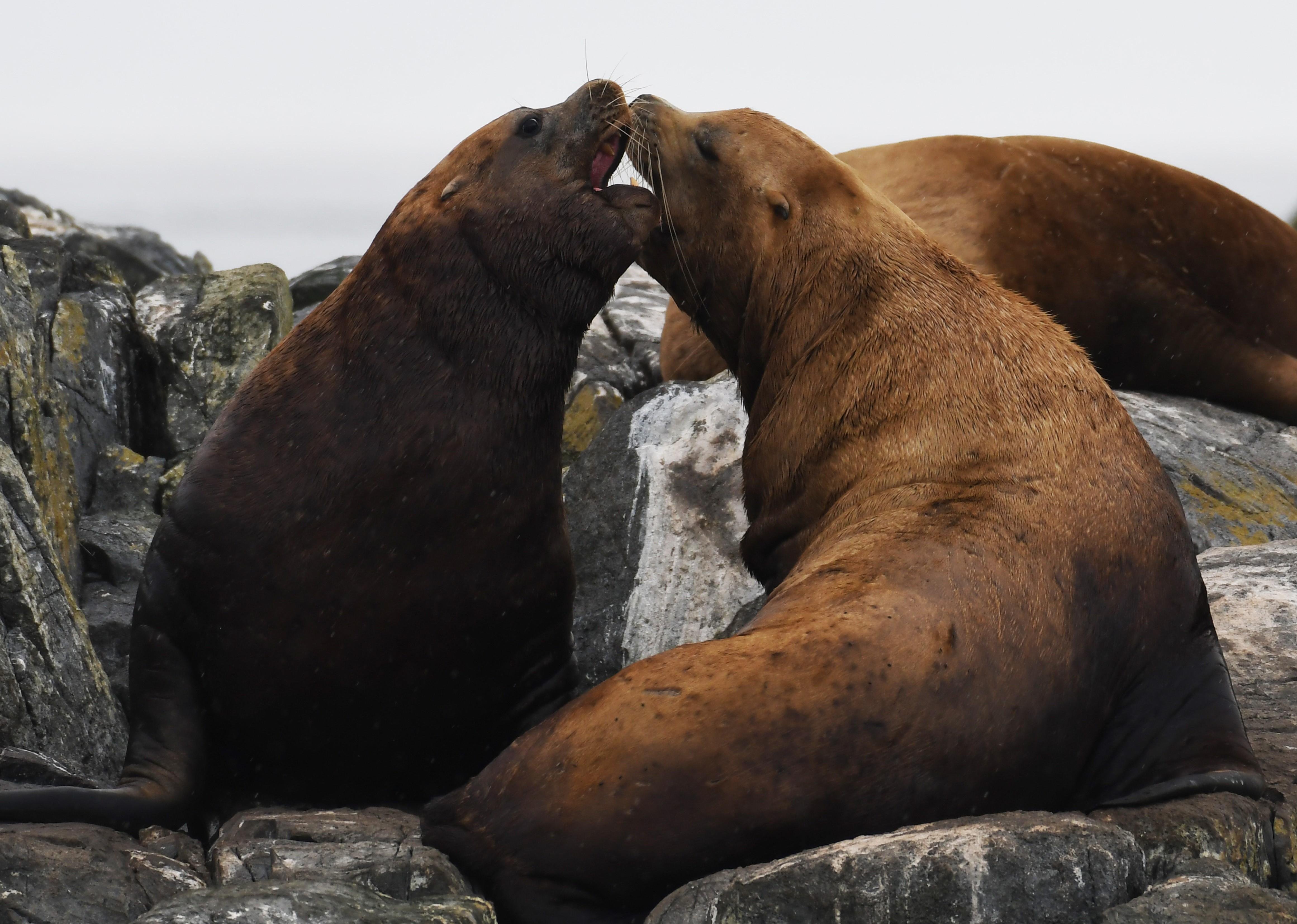 From Victoria: Whale Watching Trip on Covered Boat