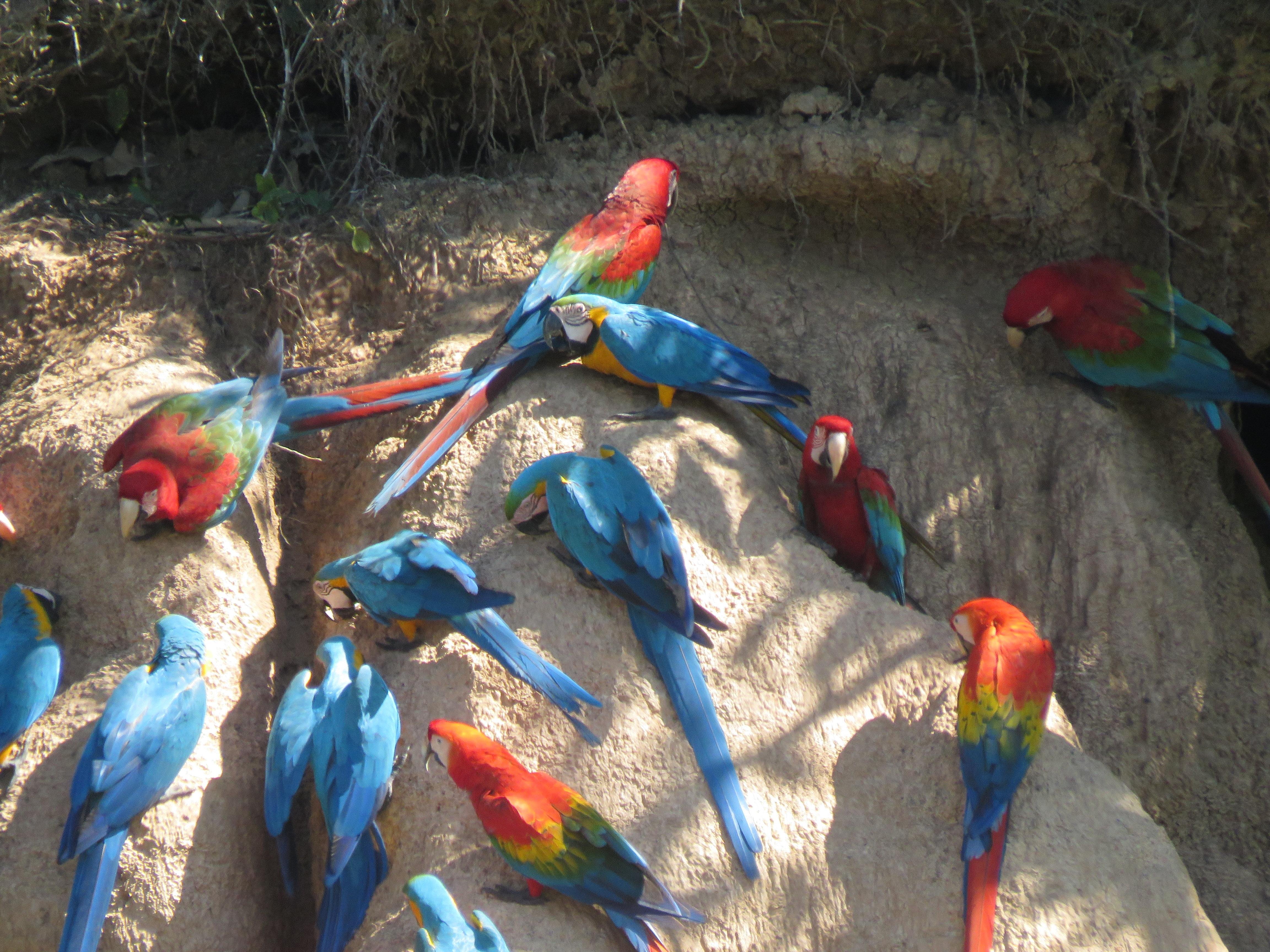 Tambopata Rainforest Expedition: 4-Day Amazon Lodge Adventure
