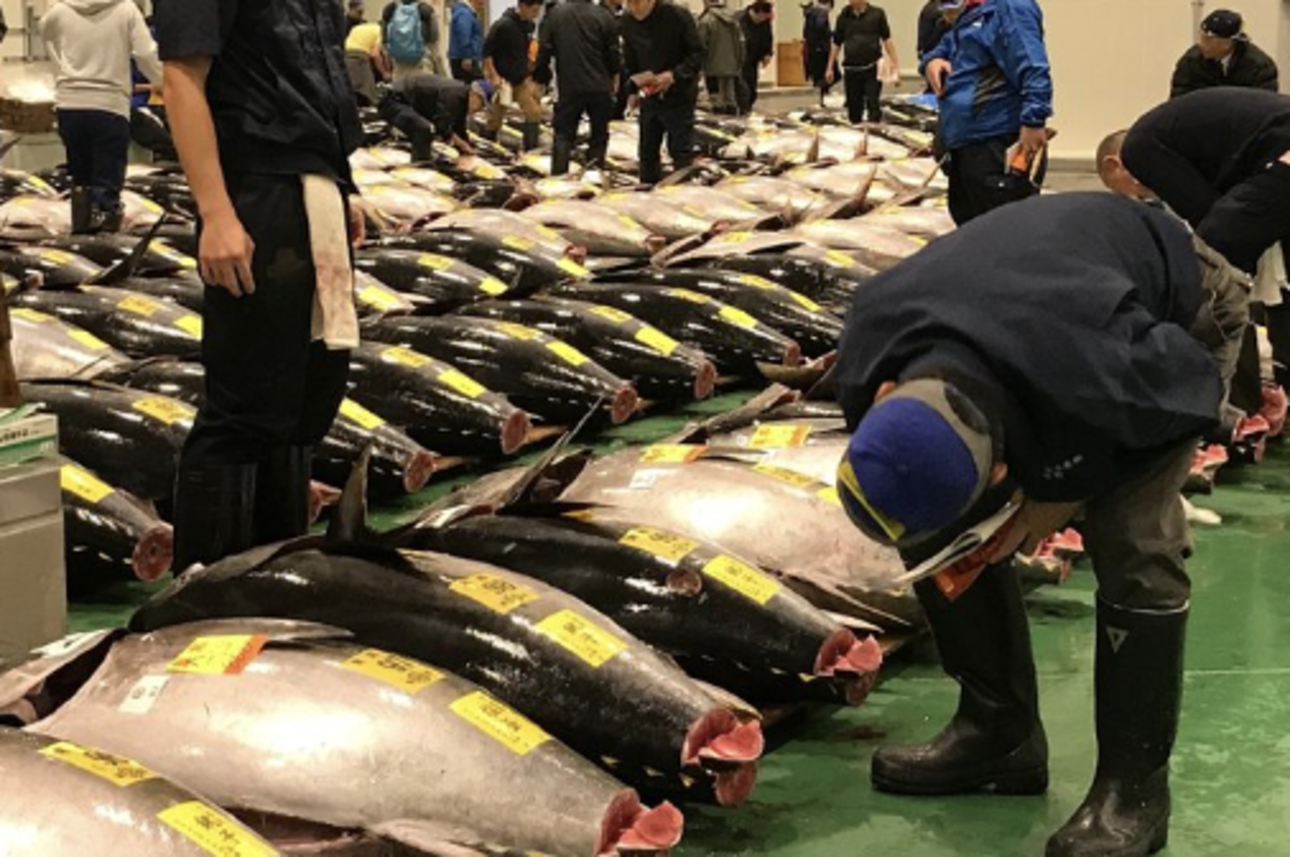 Toyosu Tuna Auction & Tsukiji Market Tour with Sushi