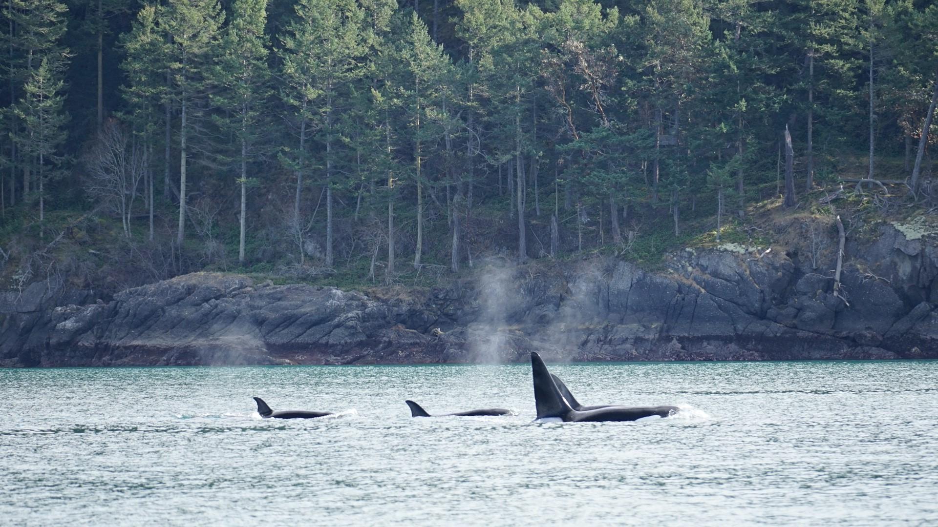 Orcas Island: Orca Whales guaranteed boat tour