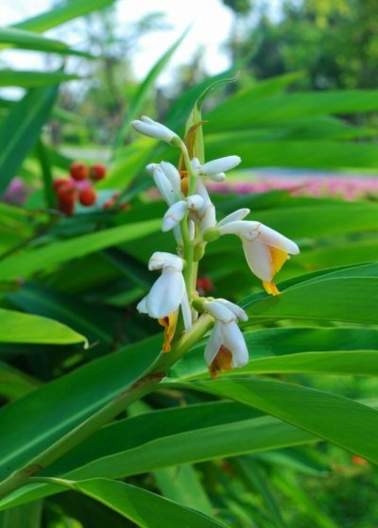 Zanzibar Private Spice Farm Tour with Local Guide