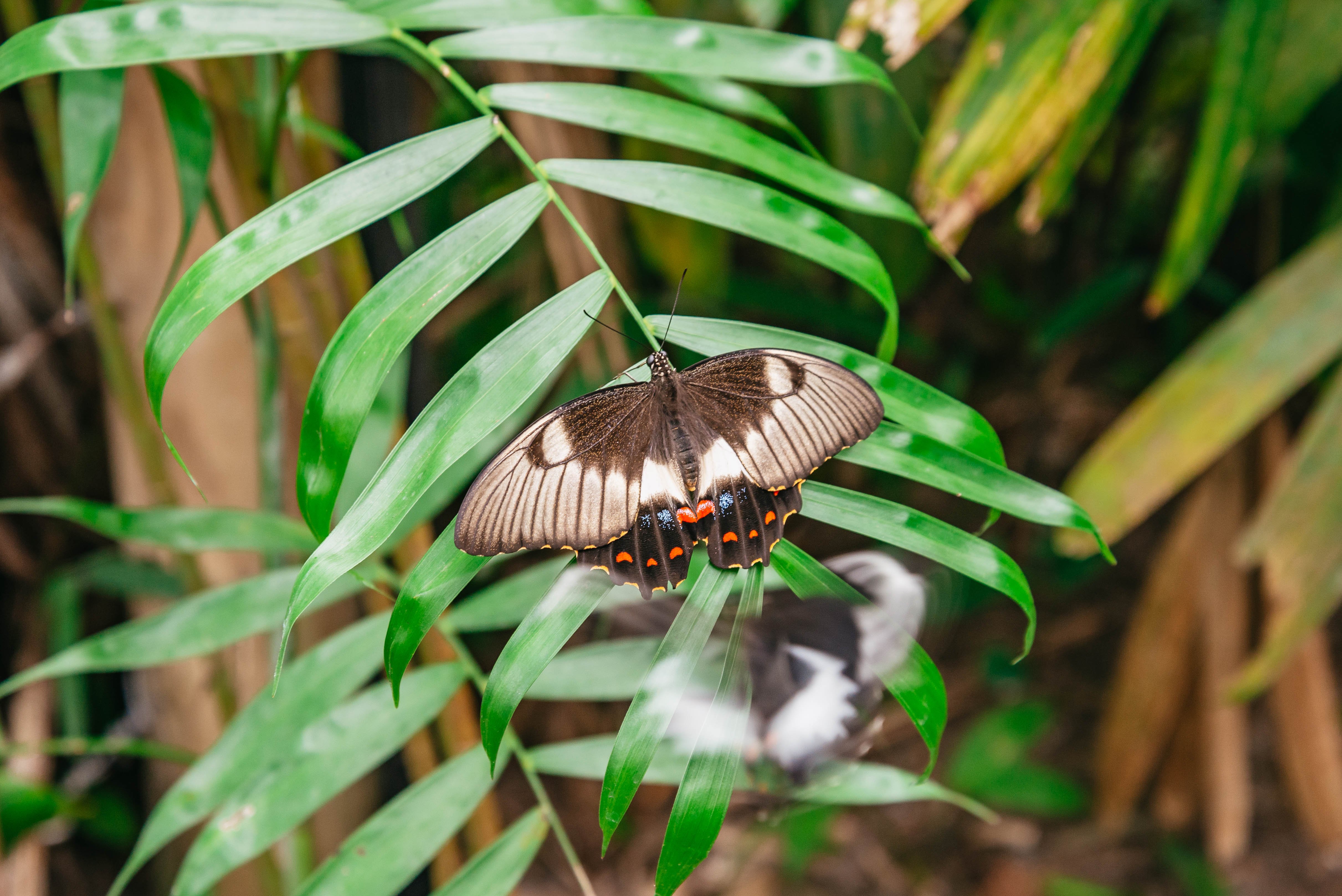 Kuranda Rainforest Full-Day Experience from Cairns