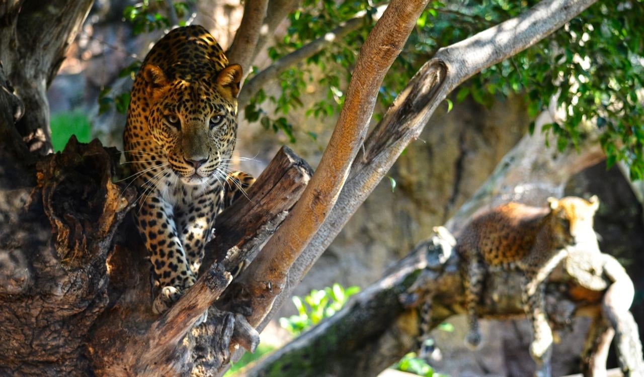 Bioparc Valencia Entry Ticket