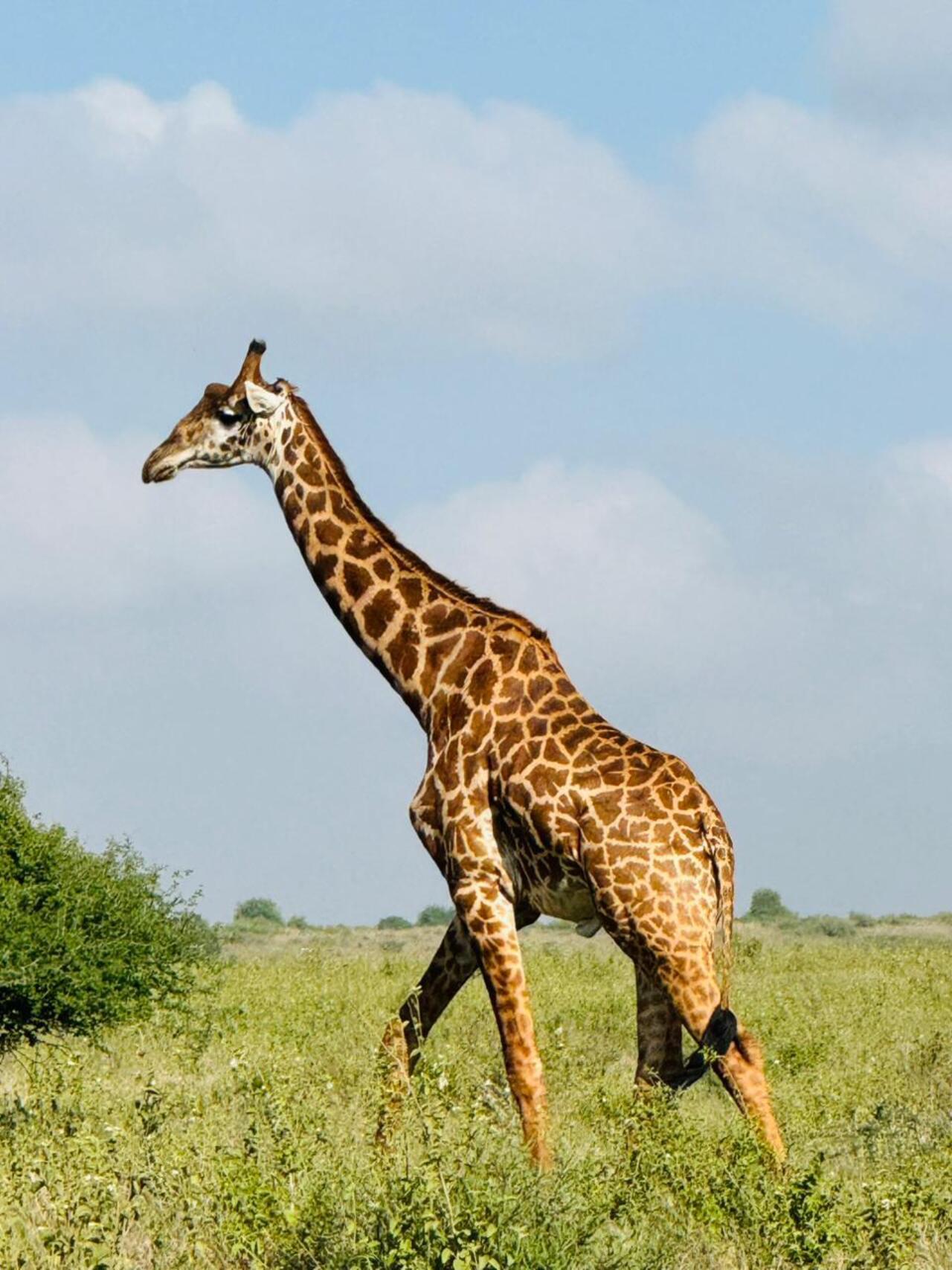 Nairobi National Park 5-Hour 4x4 Wildlife Safari