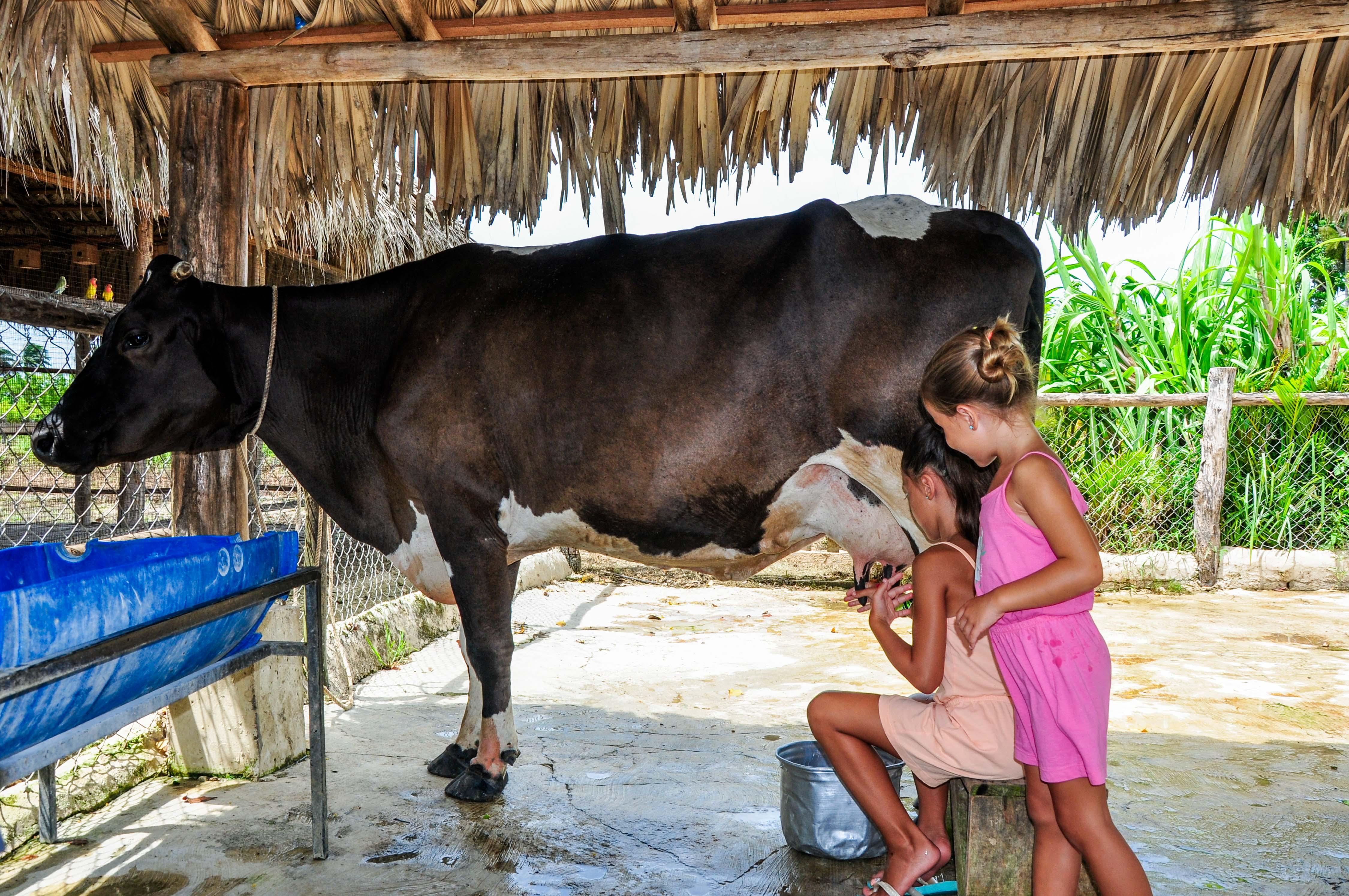 Punta Cana Monkey Park, Dominican Farm & Cenote Swim – Full Day Combo