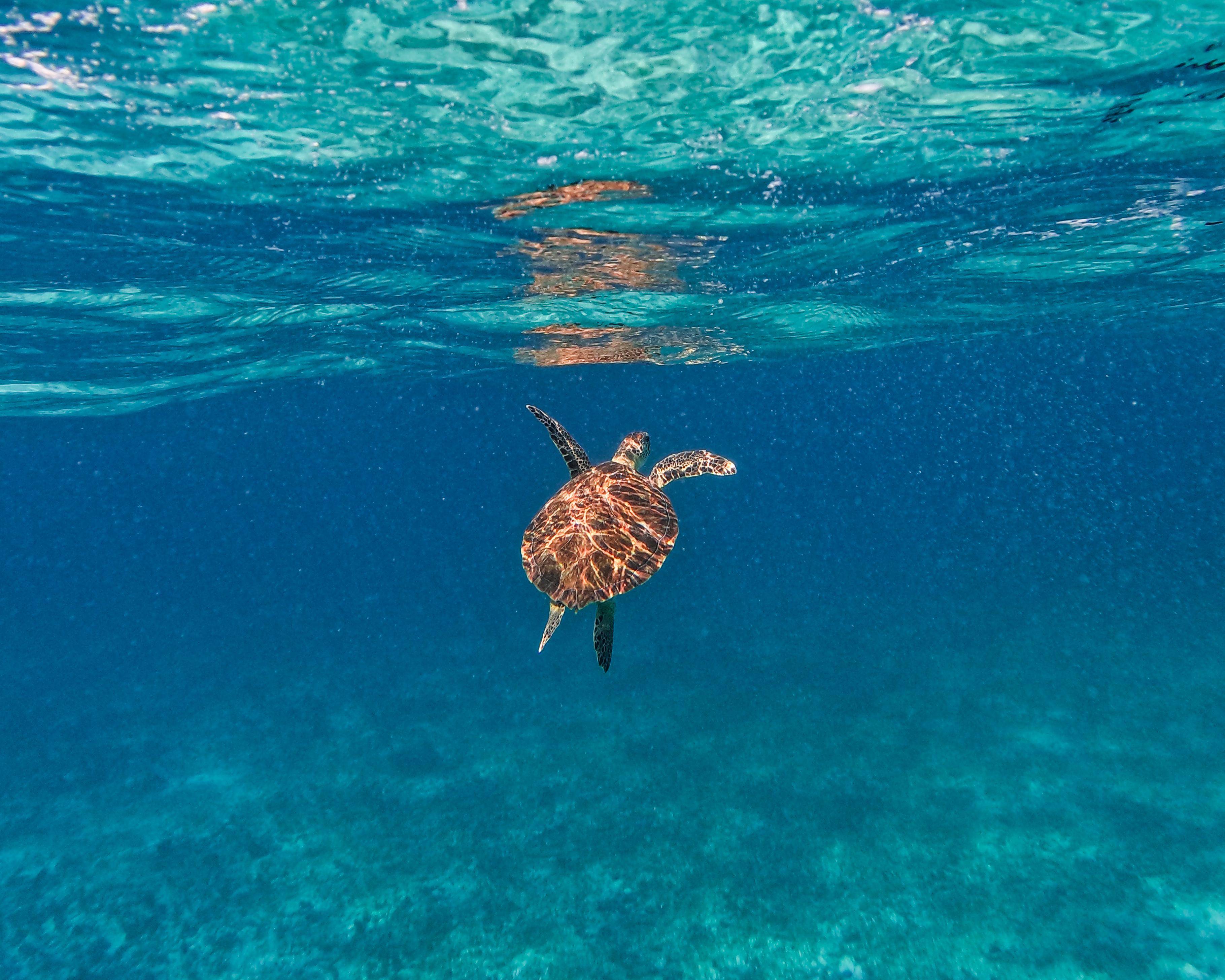 Tulum Reef Snorkeling: Two Sites in Two Hours