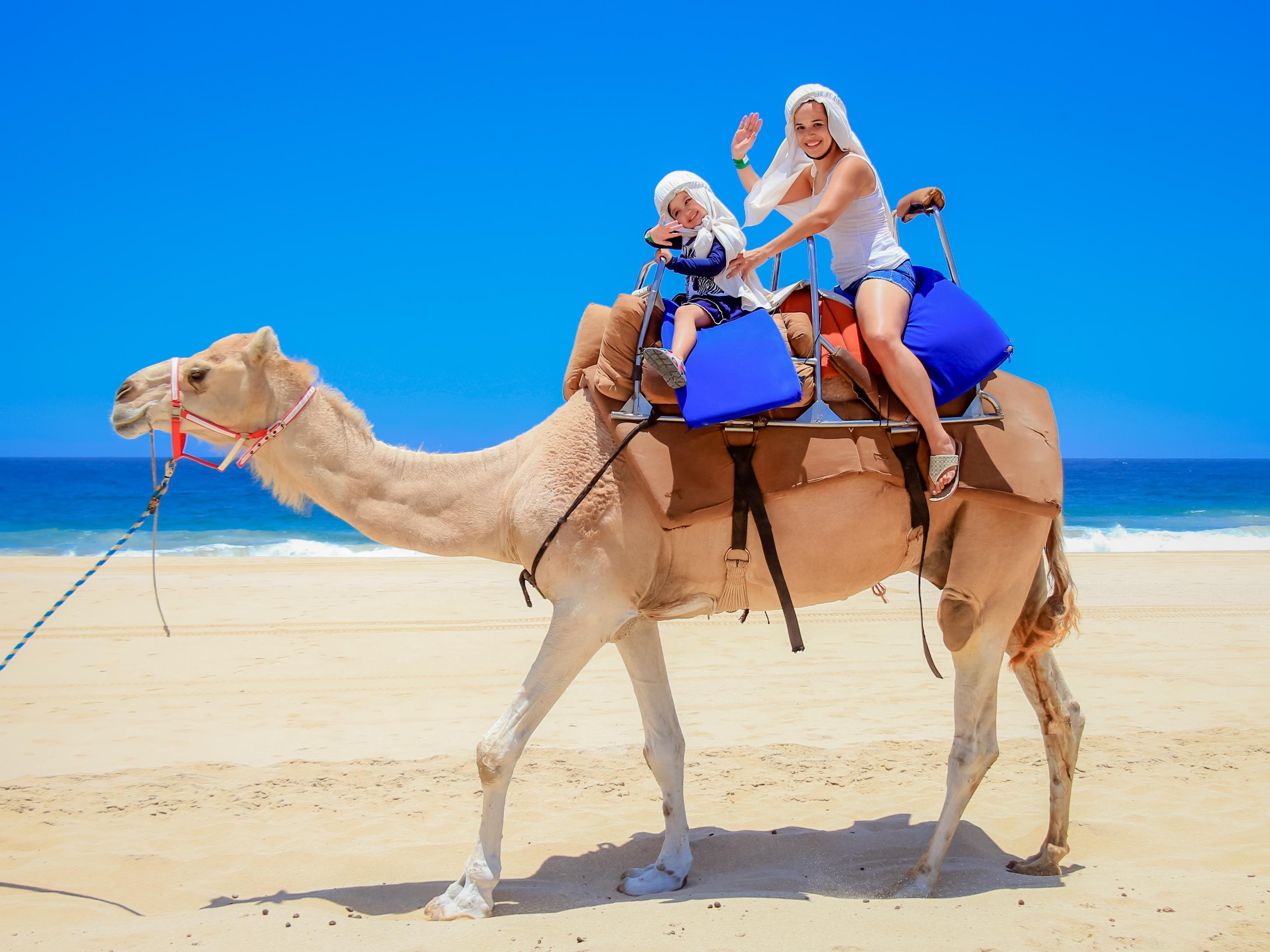 Cabo Desert UTV & Camel Ride Adventure