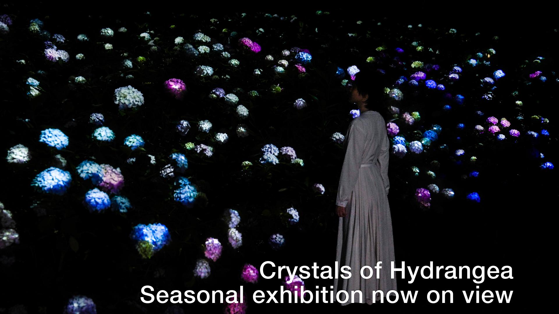 Osaka: teamLab Botanical Garden Night Entry