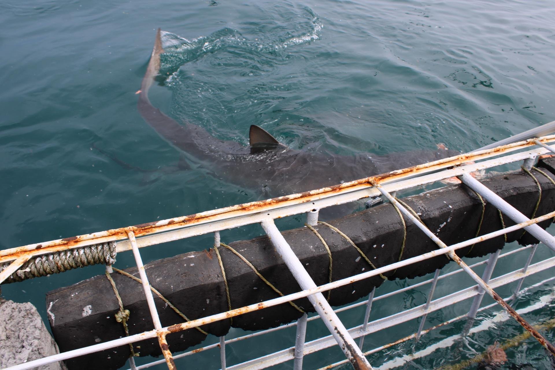 Private Shark Cage Diving Day Tour from Cape Town