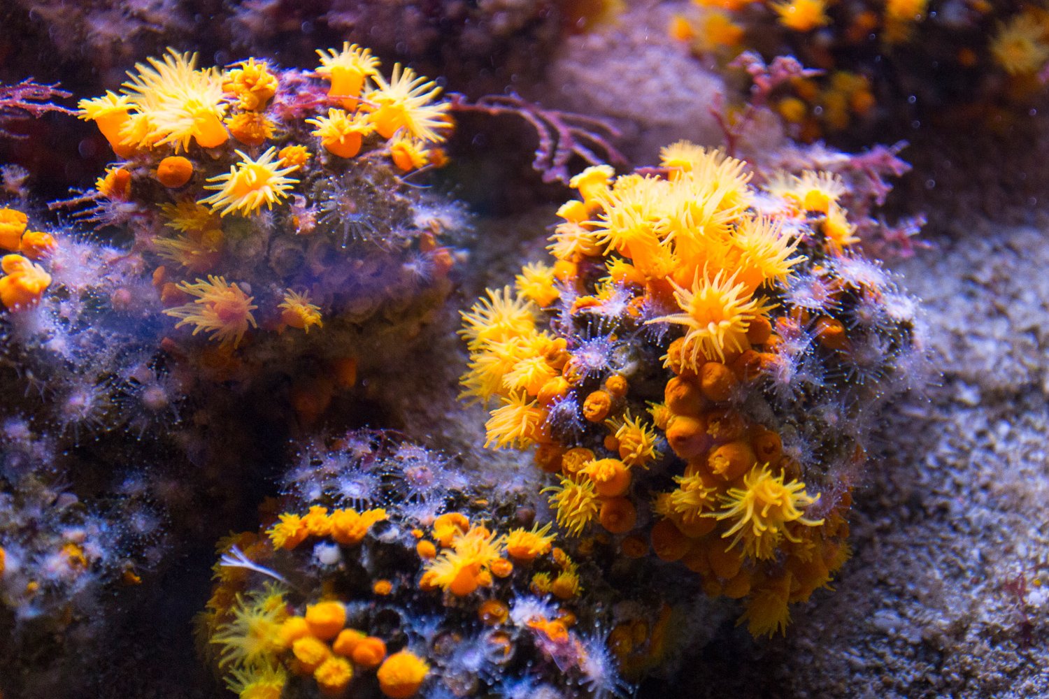 Sea Trek Helmet Dive & Coral World Ocean Park Admission