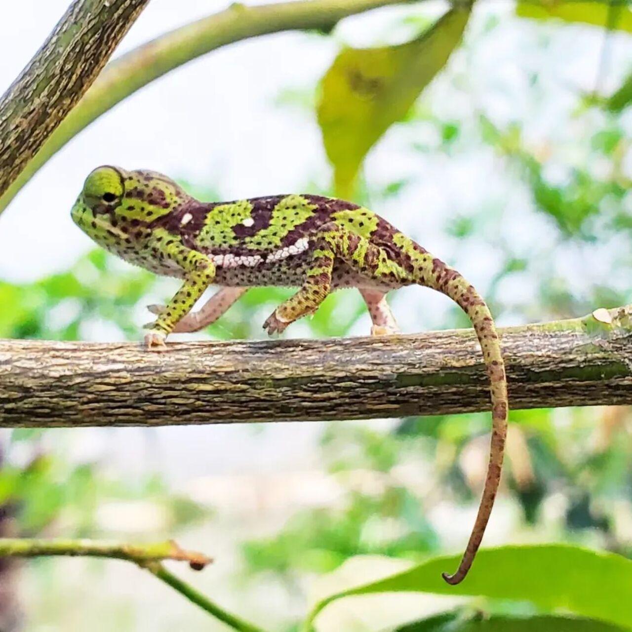 Zanzibar: Jozani Forest, Butterfly Centre & Mtende Beach Day Trip