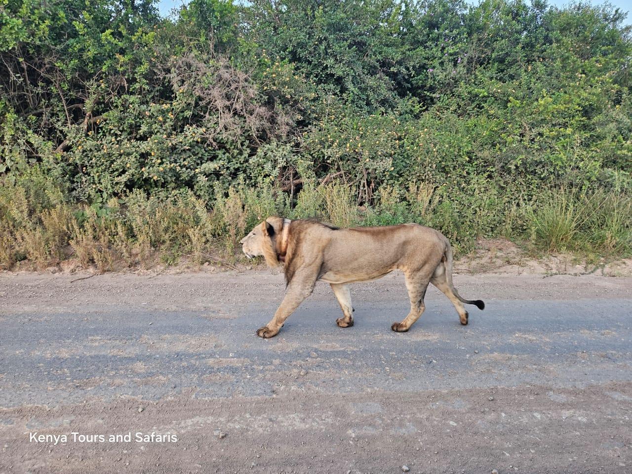Nairobi National Park: Early Morning Guided Safari