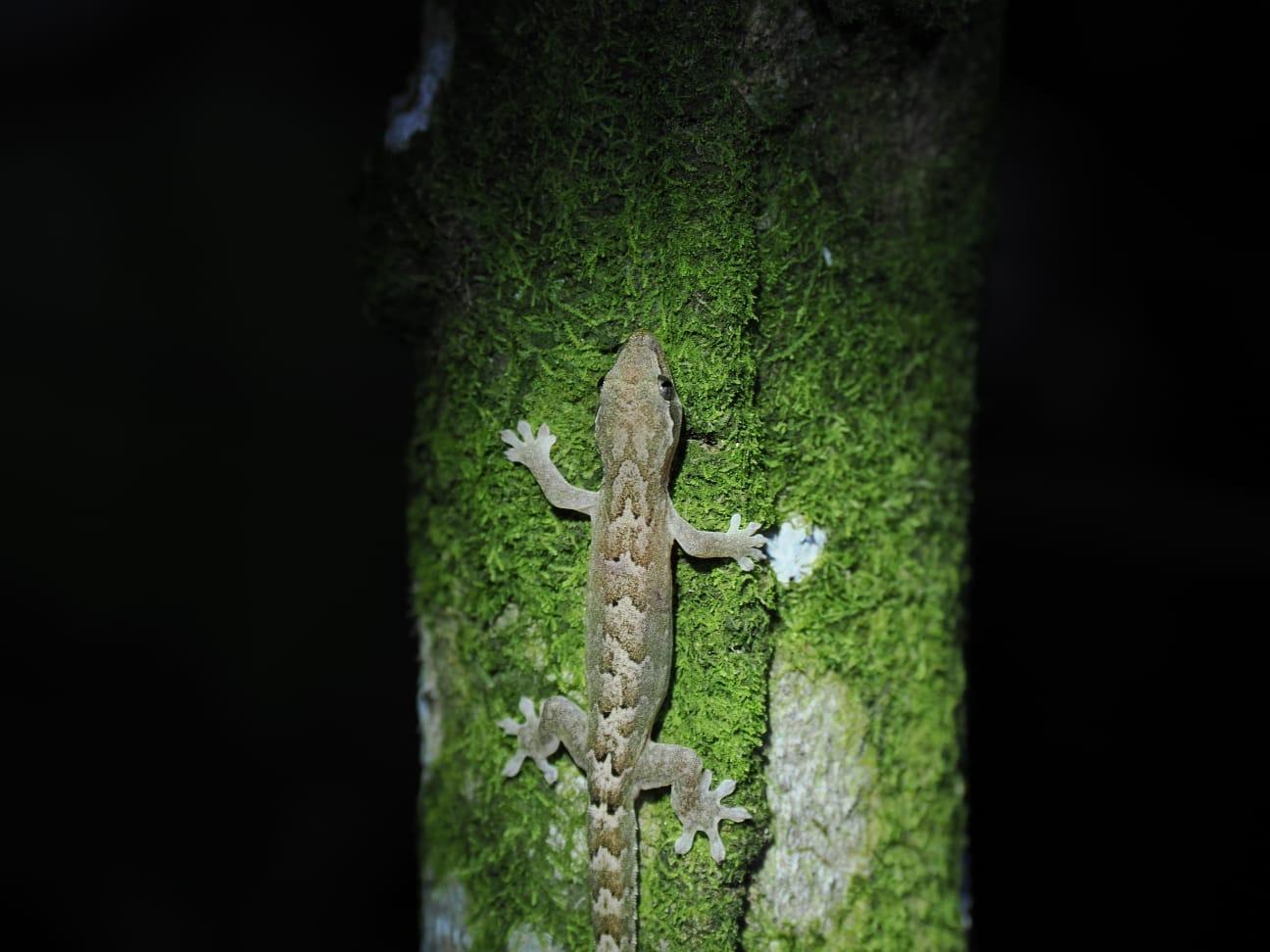 Tortuguero Wild Side: Day-to-Night Nature Adventure