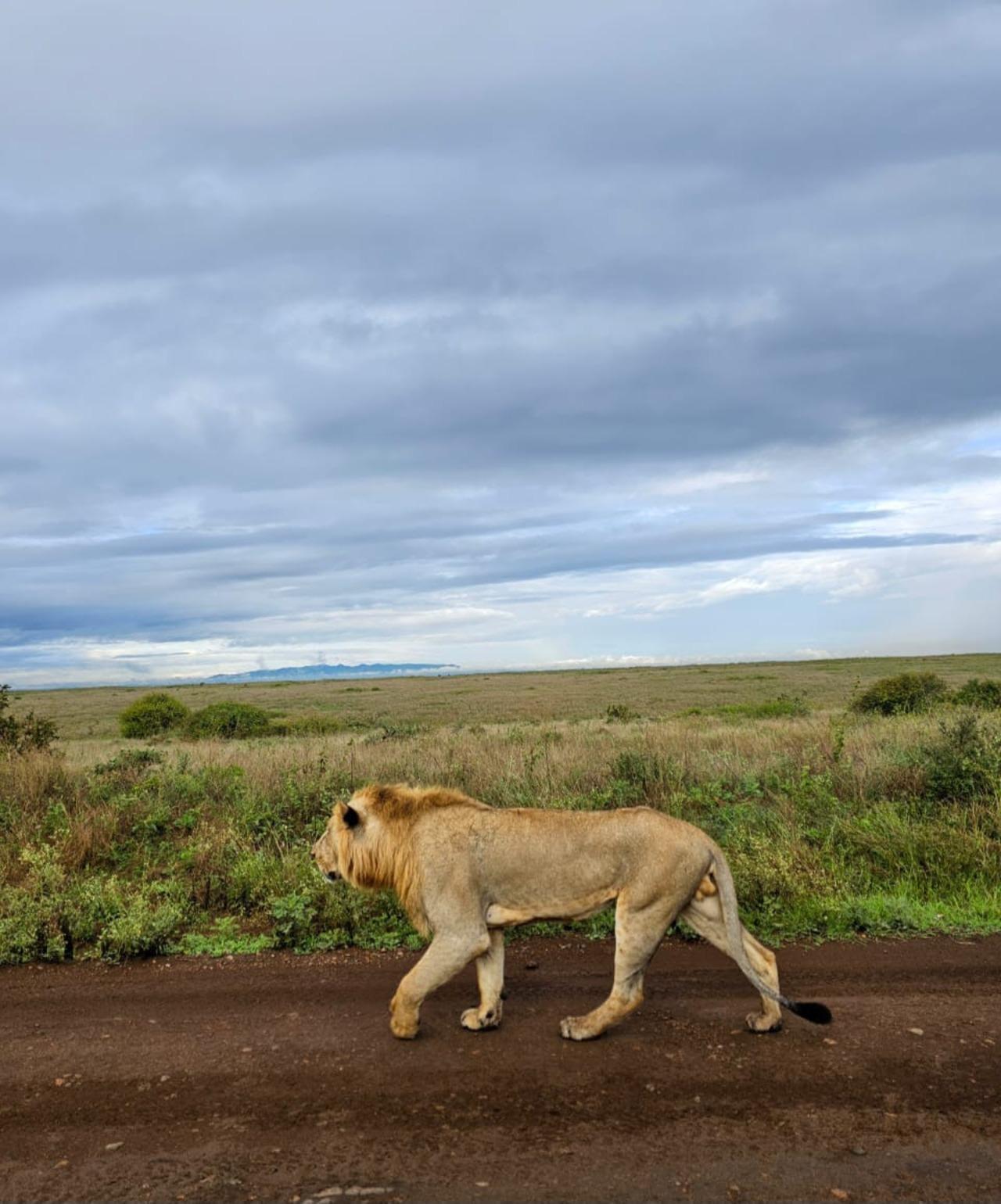 Nairobi National Park Half-Day Wildlife Safari