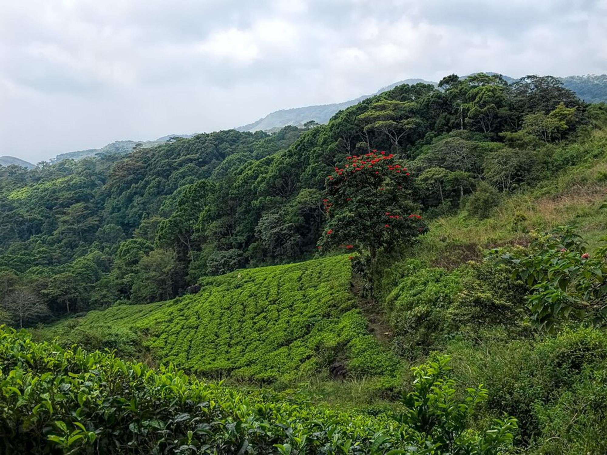 Sinharaja Forest Reserve Trek & Tea Experience from Mirissa
