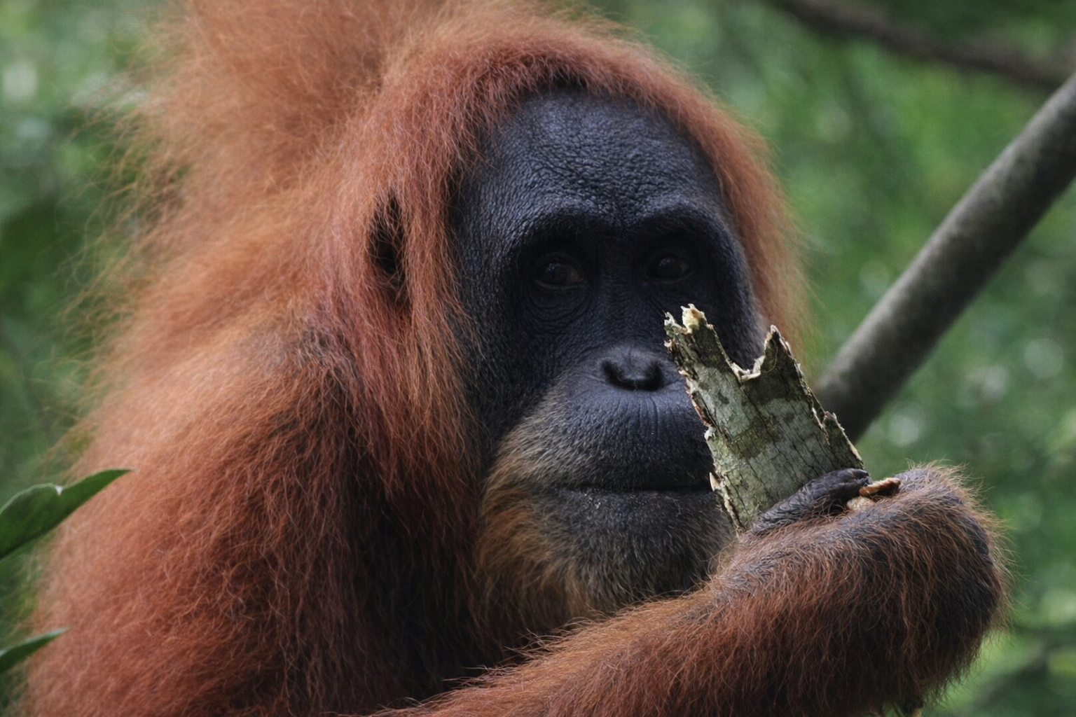 Bukit Lawang Jungle Trek & River Tubing