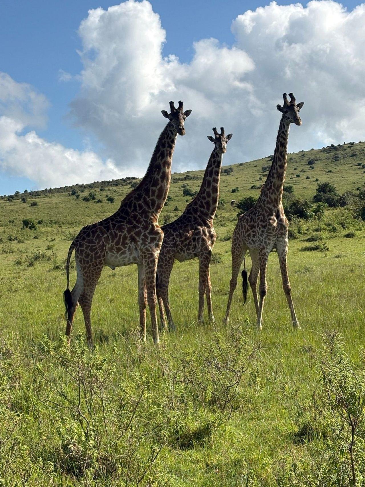 3-Day Maasai Mara Shared Jeep Safari from Nairobi
