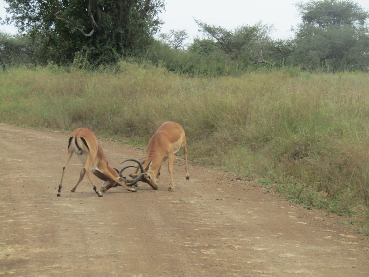 Nairobi Safari: National Park, Elephant Orphanage & Giraffe Center