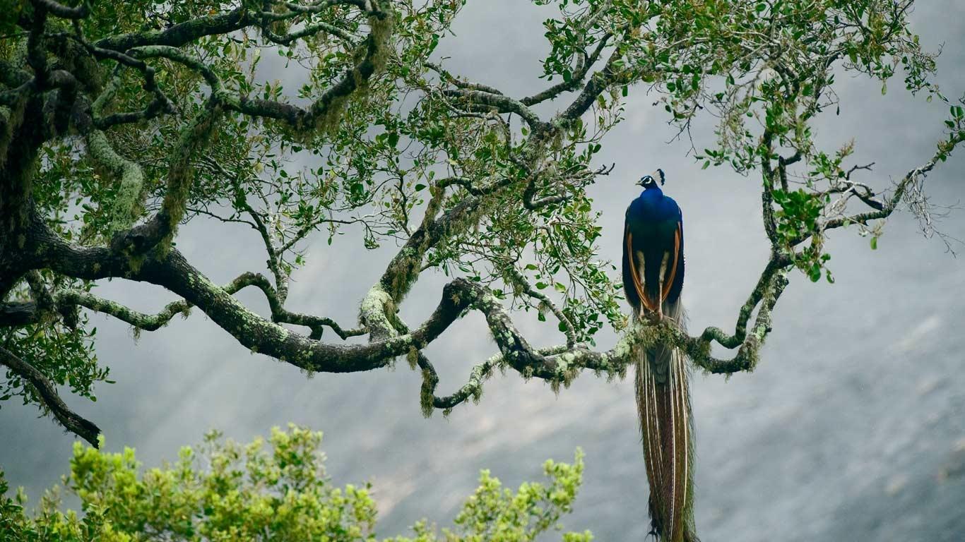 Yala National Park Safari Expedition