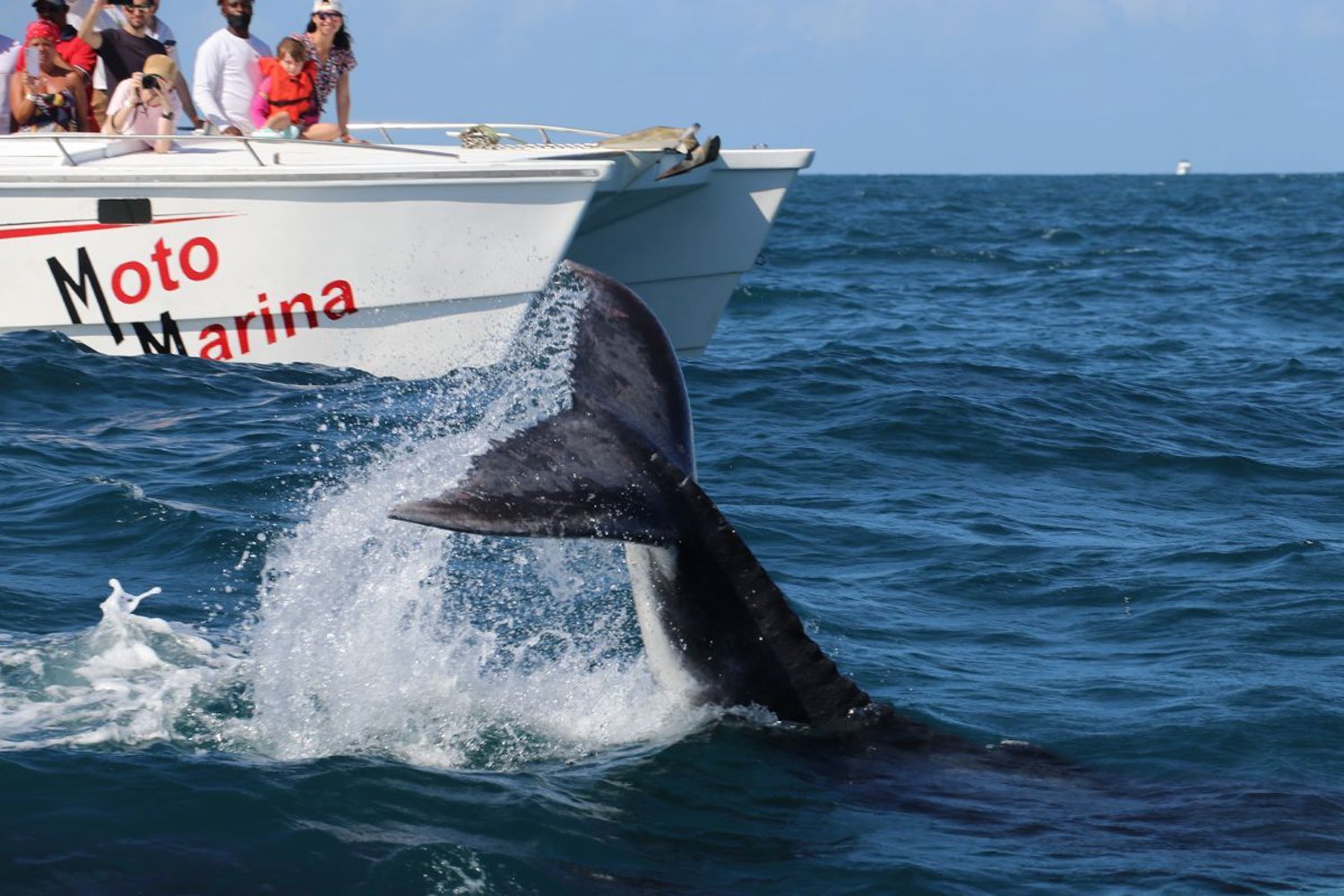 Samana Humpback Whale Watching & Cayo Levantado Day Trip