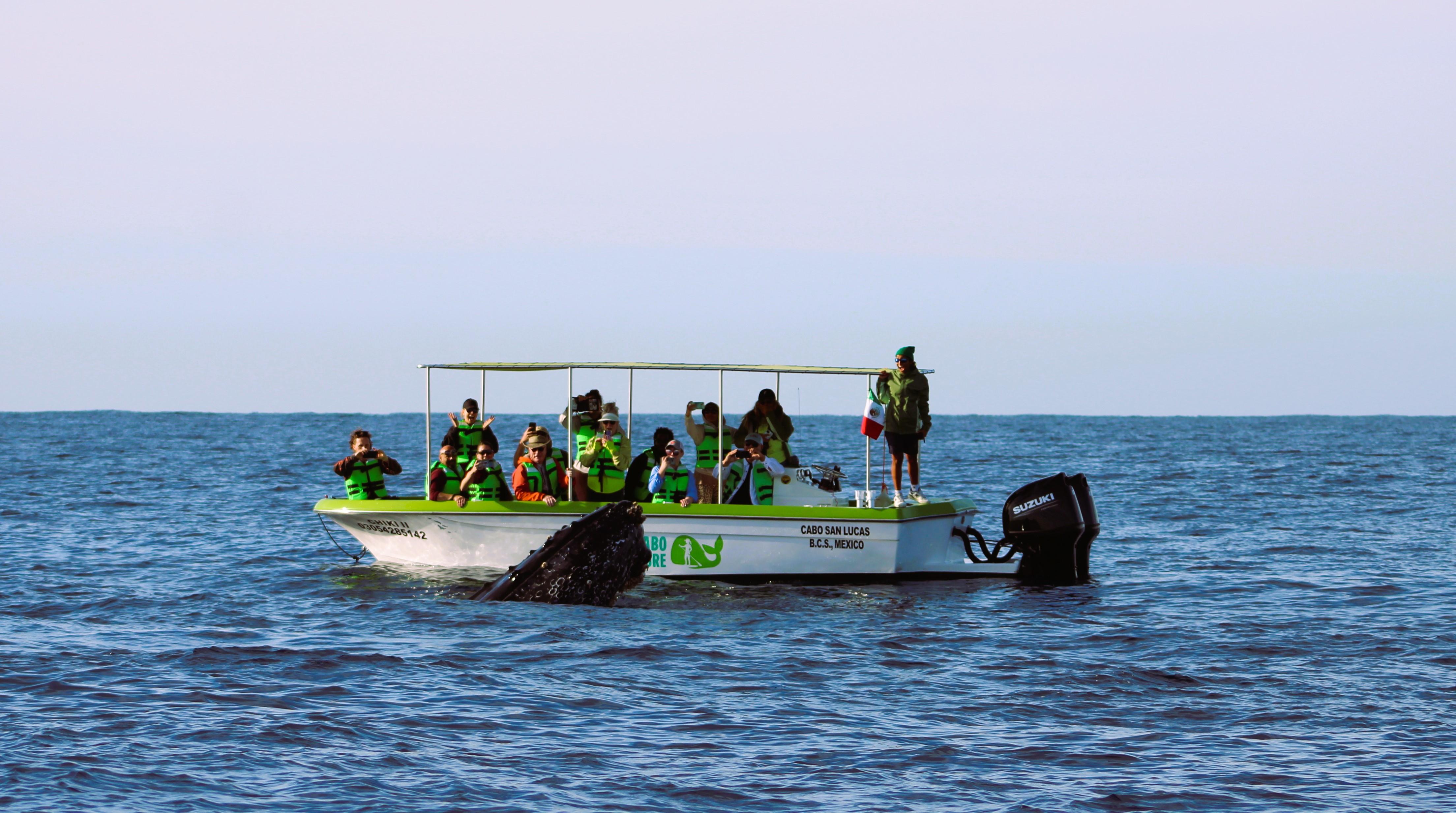 Cabo Whale Watching with All-Female Crew & Marine Biologist