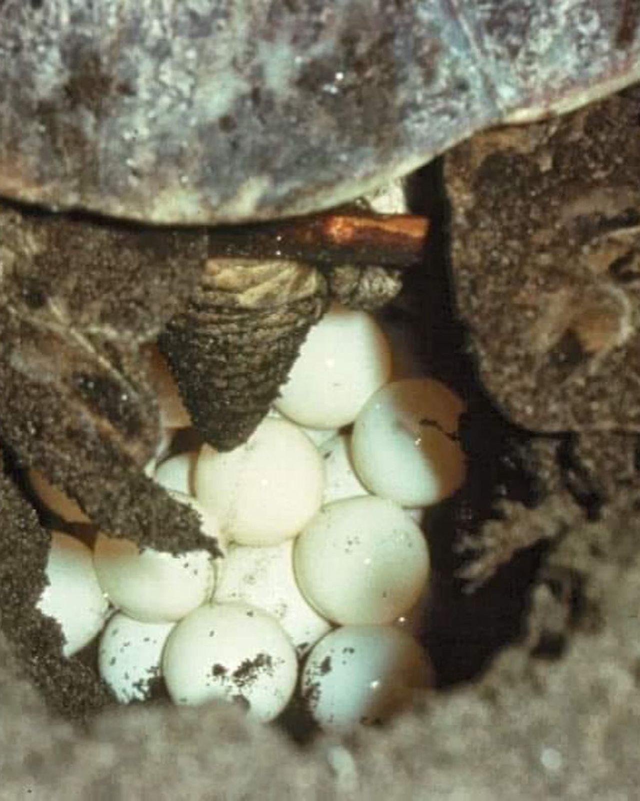 Tortuguero Night Turtle Nesting Beach Tour