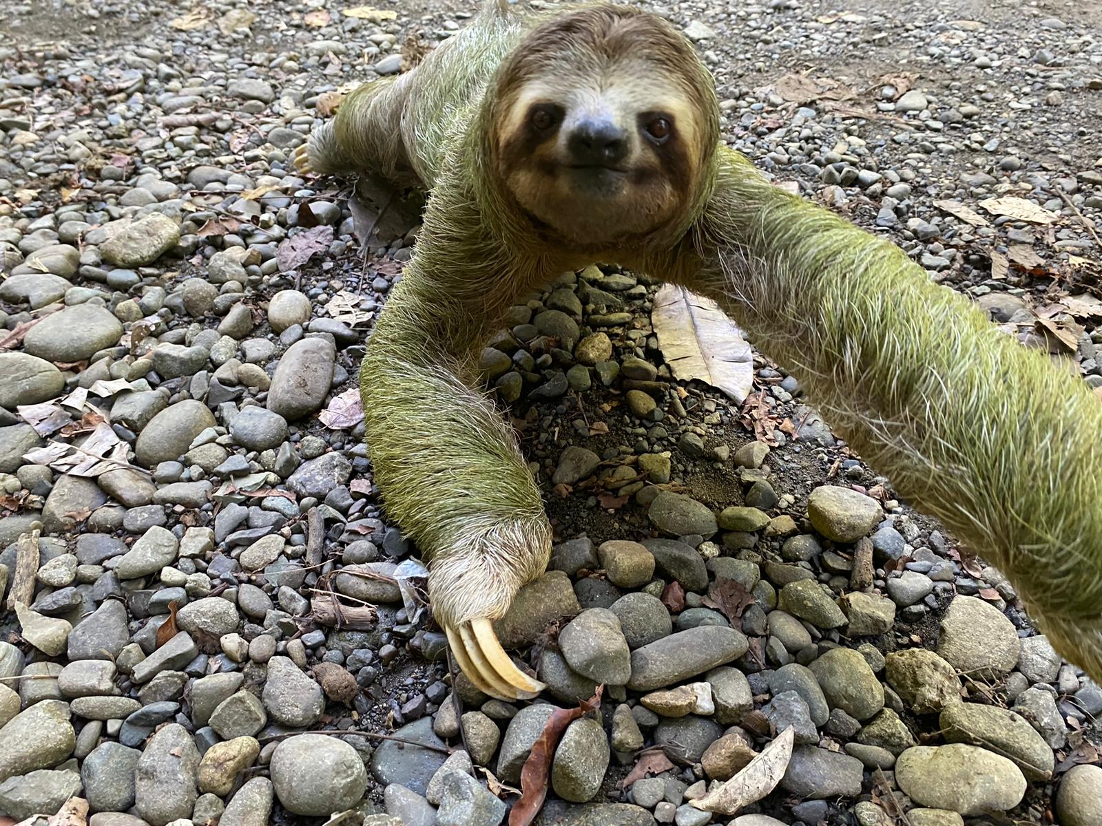 Manuel Antonio National Park: Expert-Guided Wildlife & Beach Tour