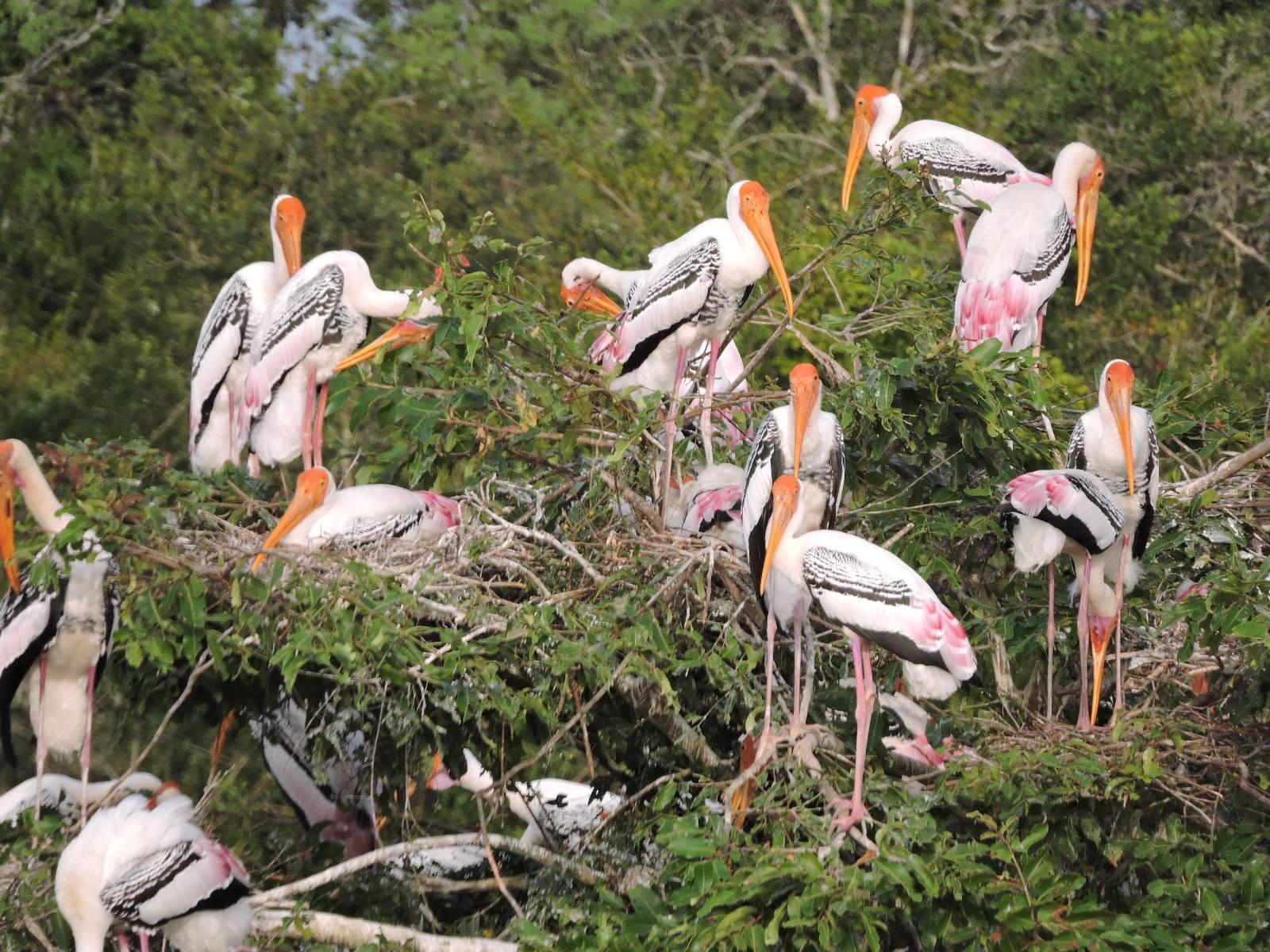Full-Day Wilpattu National Park Leopard Safari from Anuradhapura