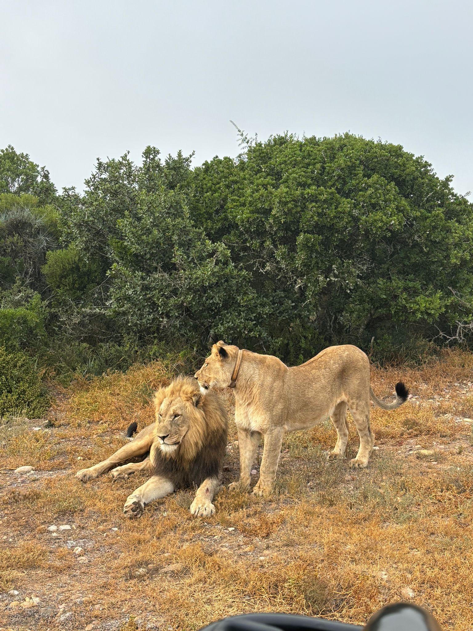 Addo Elephant Park Morning Safari