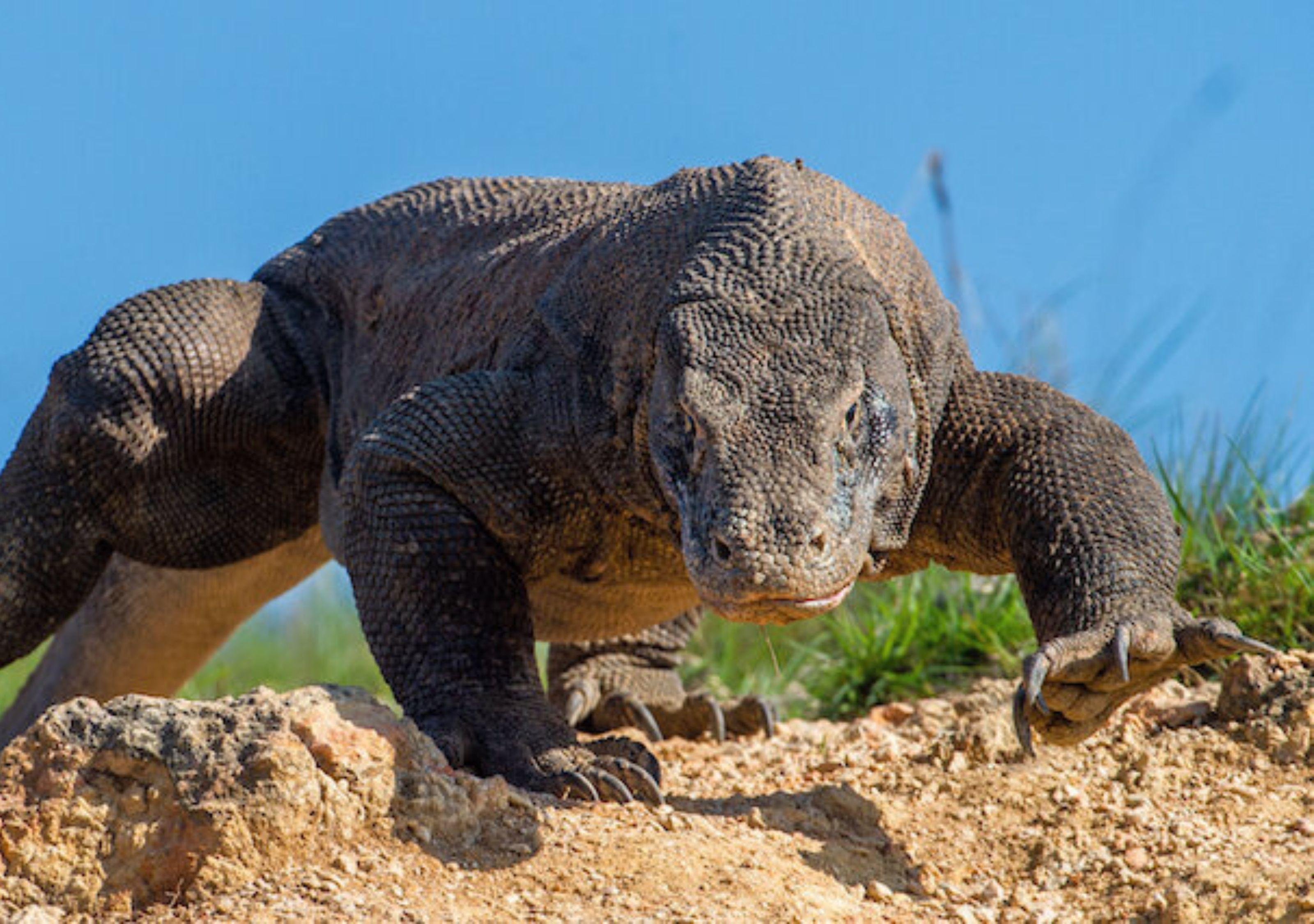 Komodo Island 3-Day Private Speedboat Adventure with Hotel