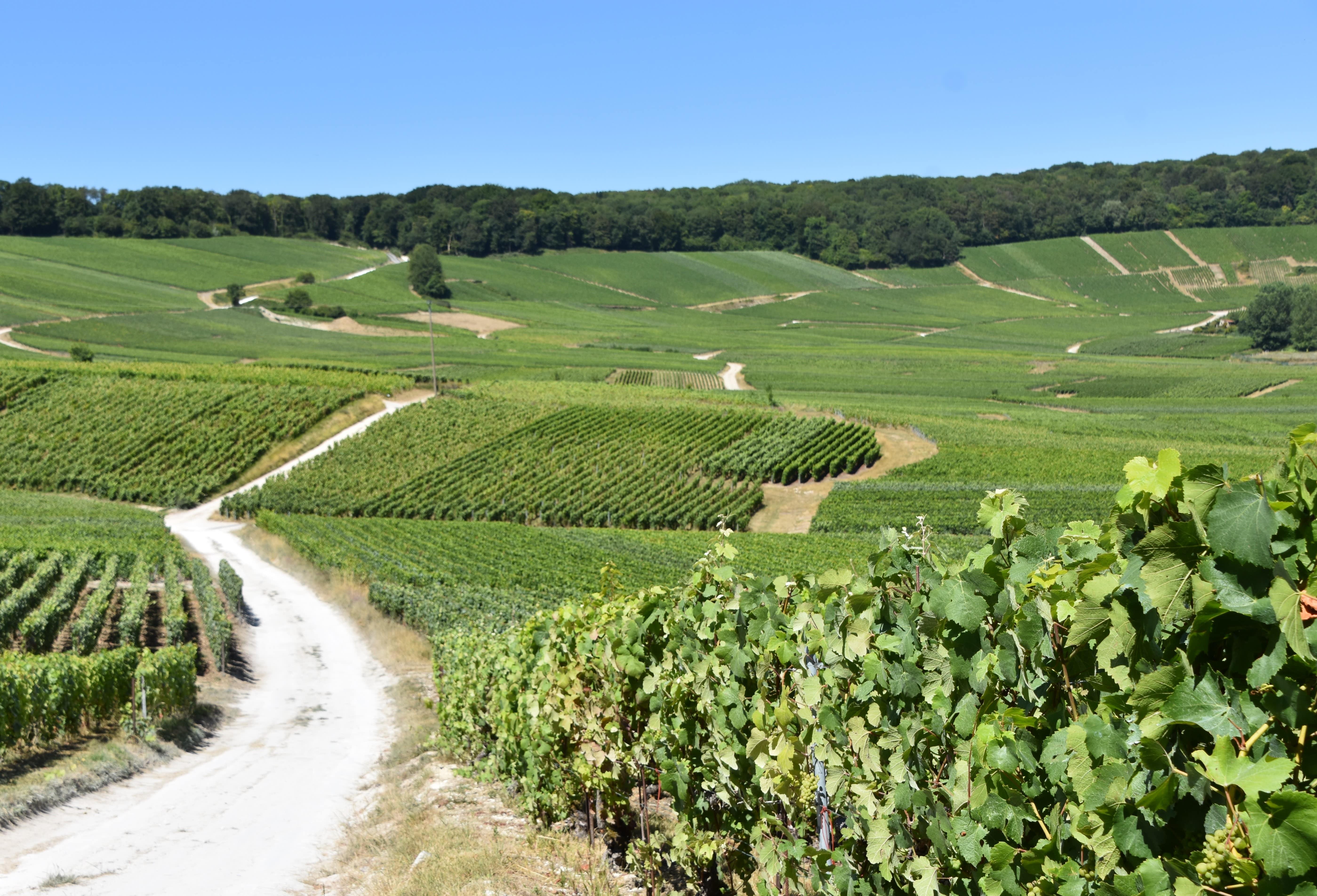 Dégustation de champagne balade panoramique dans les vignes