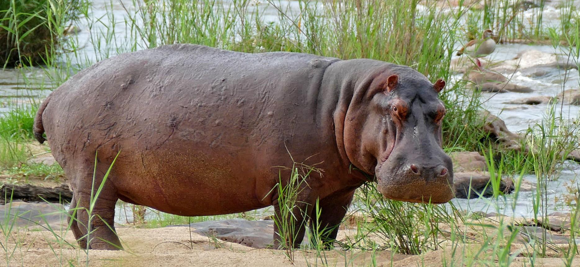 Isimangaliso Wetlands Hippo & Crocodile Boat Safari from Durban