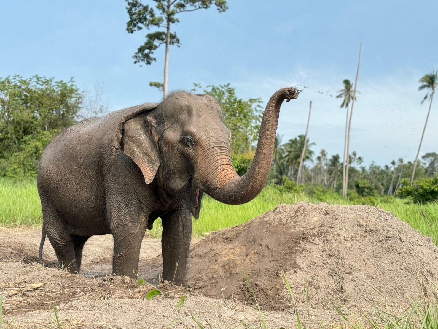 Samui Elephant Home: Ethical Sanctuary Visit & Conservation