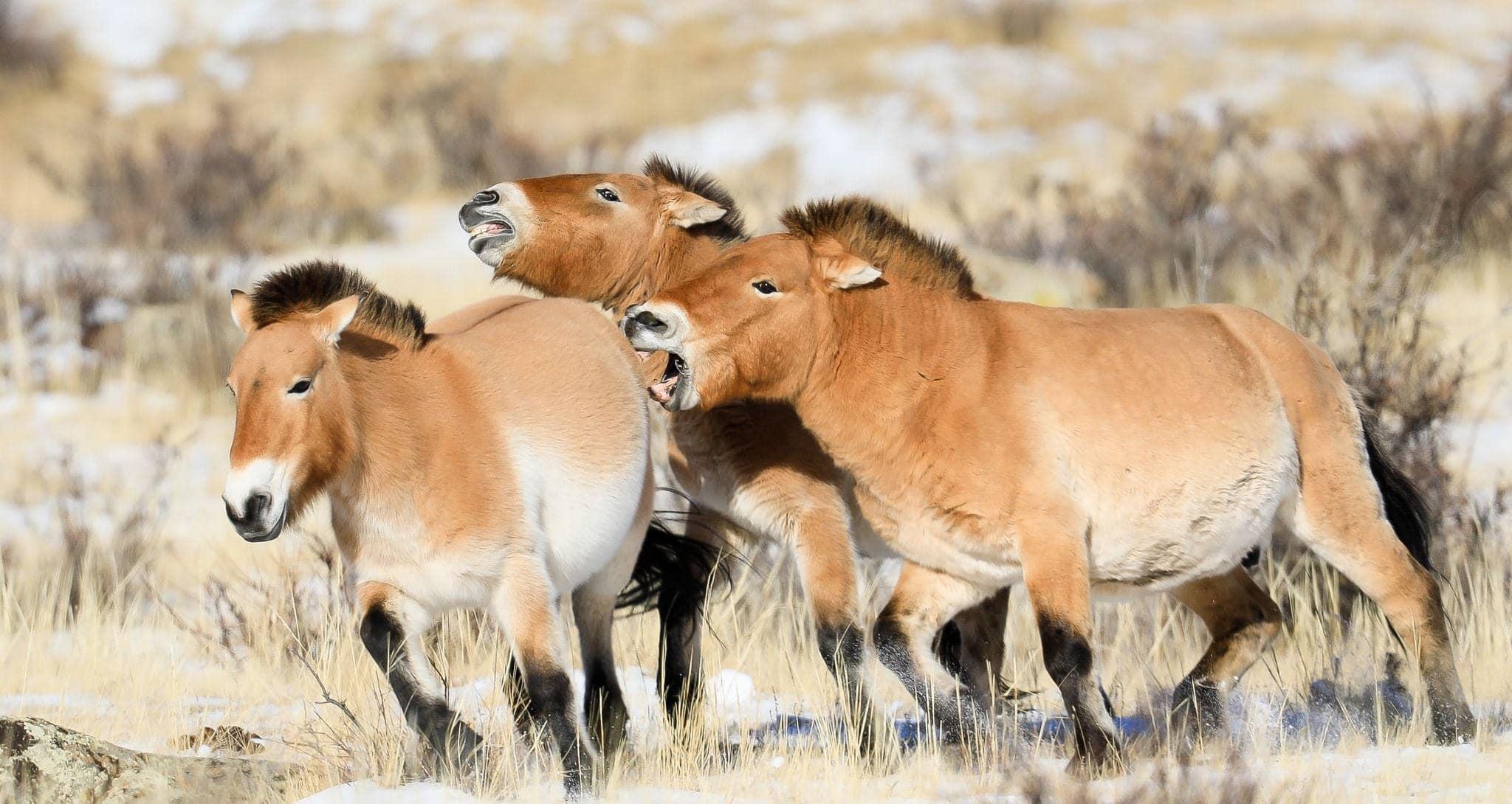 Hustai National Park Wildlife Day Tour from Ulaanbaatar