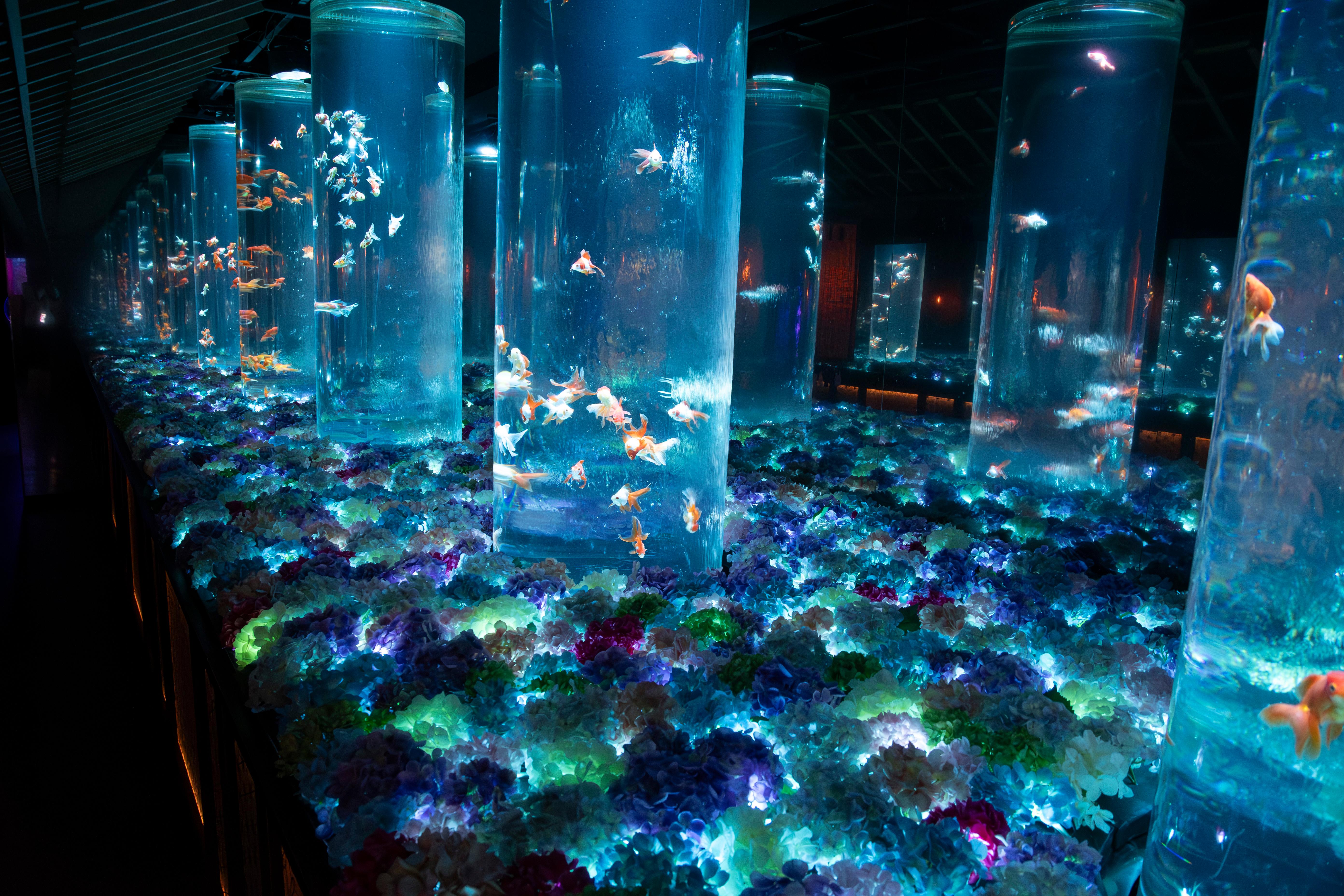 Tokyo Art Aquarium Museum GINZA Admission Ticket