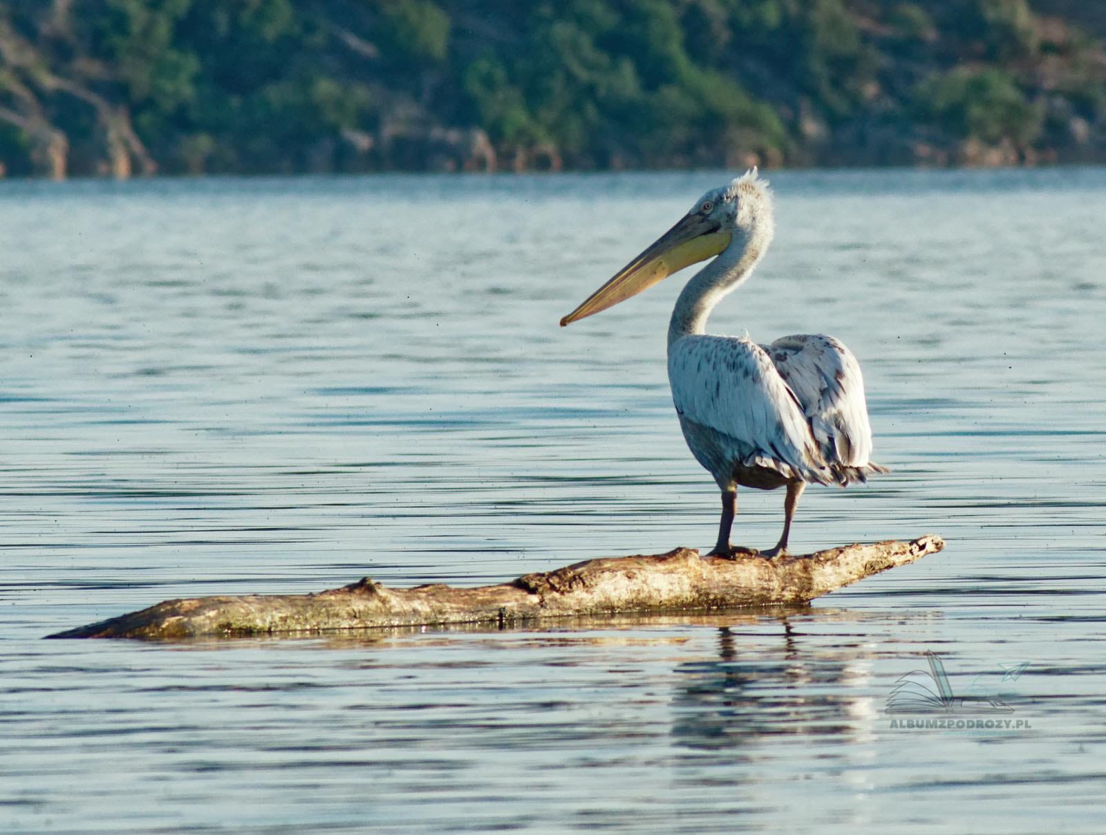 Skadar Lake Day Trip with Boat Cruise from Bar