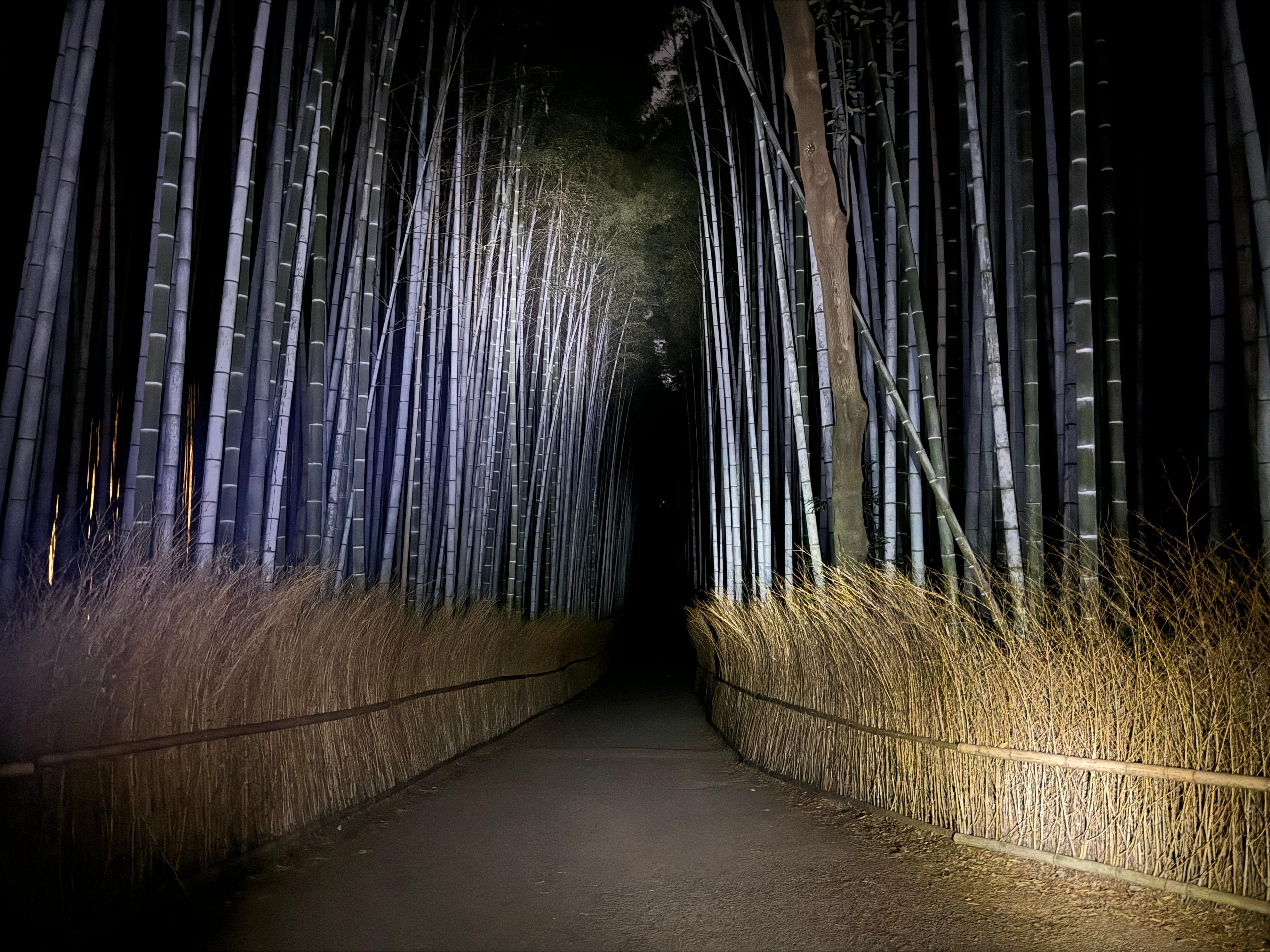 Kyoto experience — temples, geisha, bamboo grove — image 2