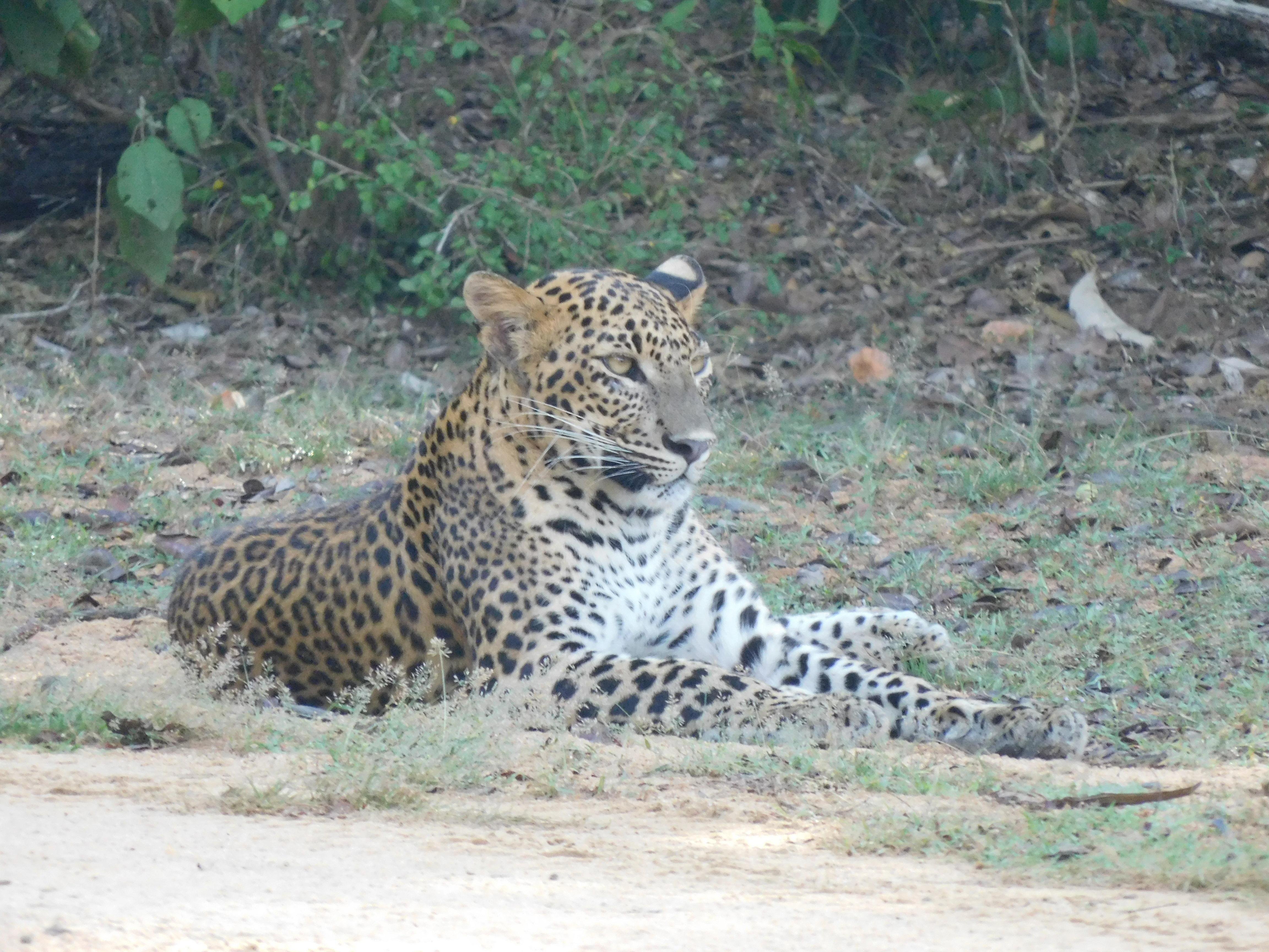 Yala National Park Safari Shore Excursion from Hambantota